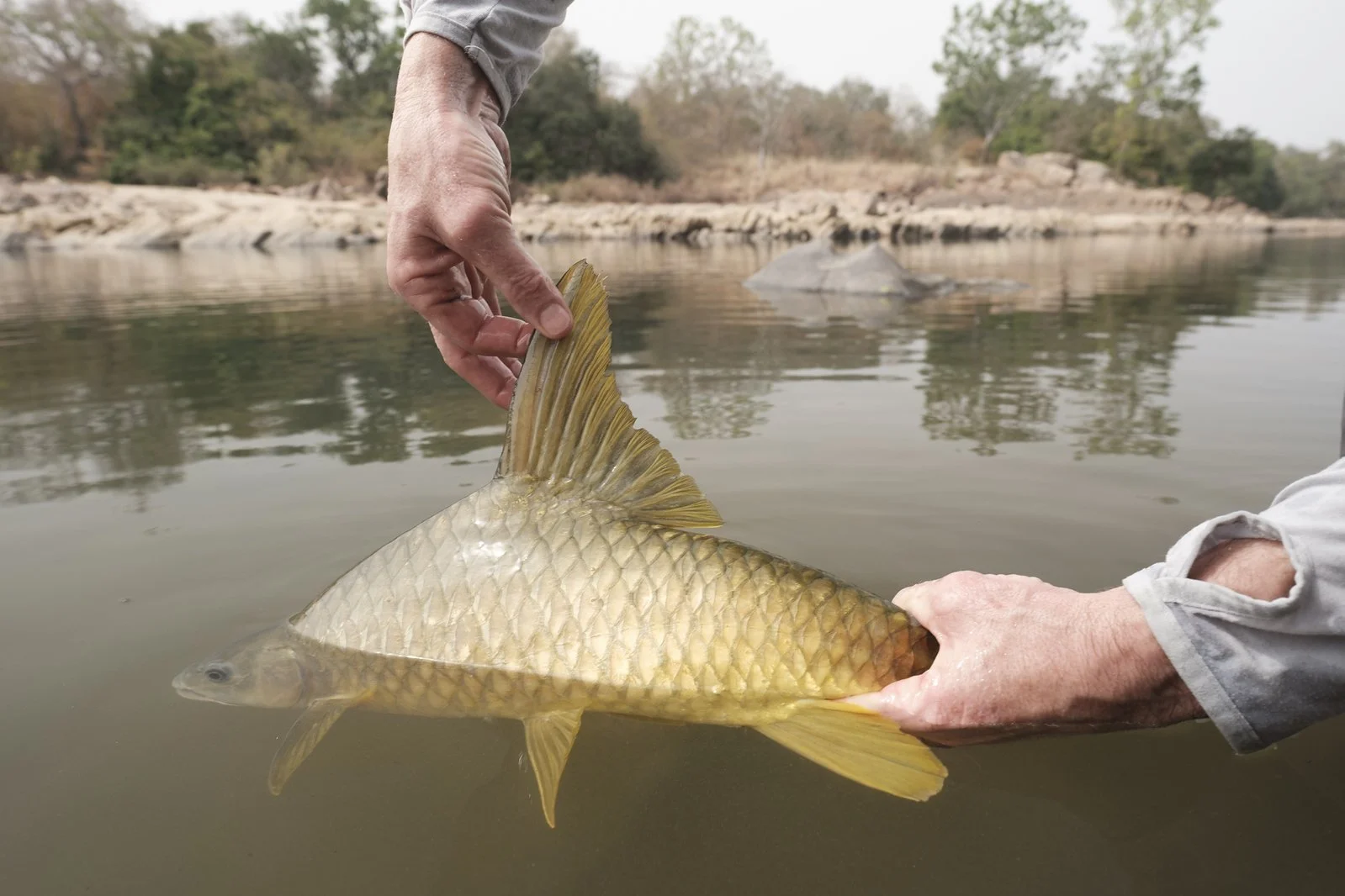 CAMEROON NILE PERCH 11.jpeg