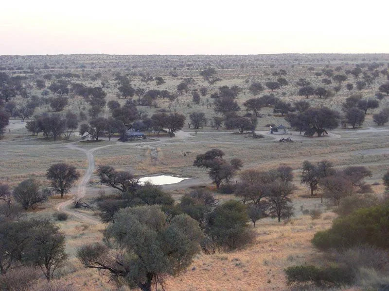 KALAHARI LION 11.jpeg