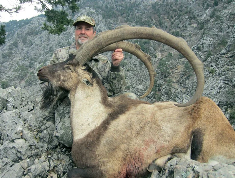 Bezoar Ibex 4.jpeg