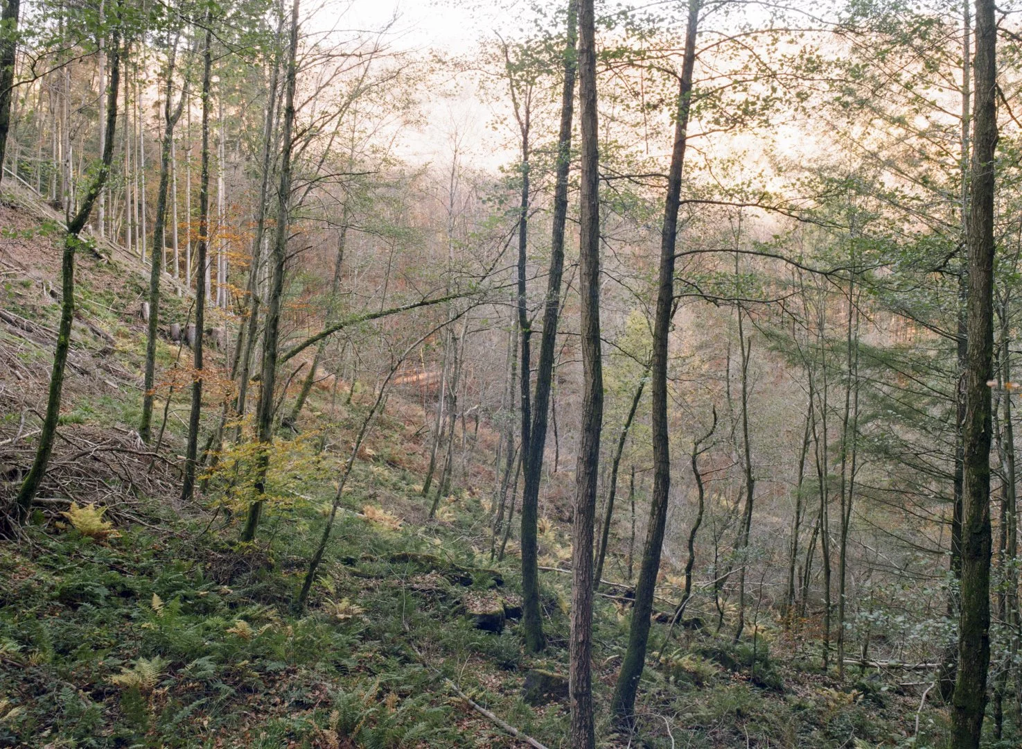 Hang, wo die Quelle sich befindet