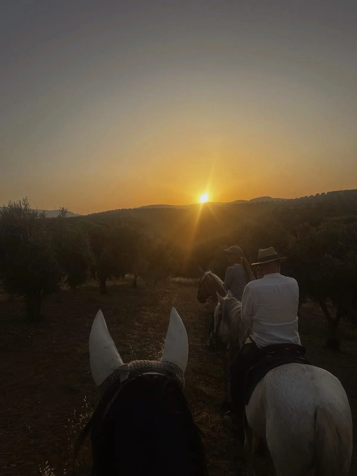 Die Jahreszeit der Abendausritte - einfach eine ganz magische Atmosph&auml;re&hellip;✨🌞🌅❤️

Was gibt es sch&ouml;neres als im Sonnenuntergang durch die Olivenhaine zu reiten und &uuml;ber die Stoppelfelder zu galoppieren, einfach herrlich🤩