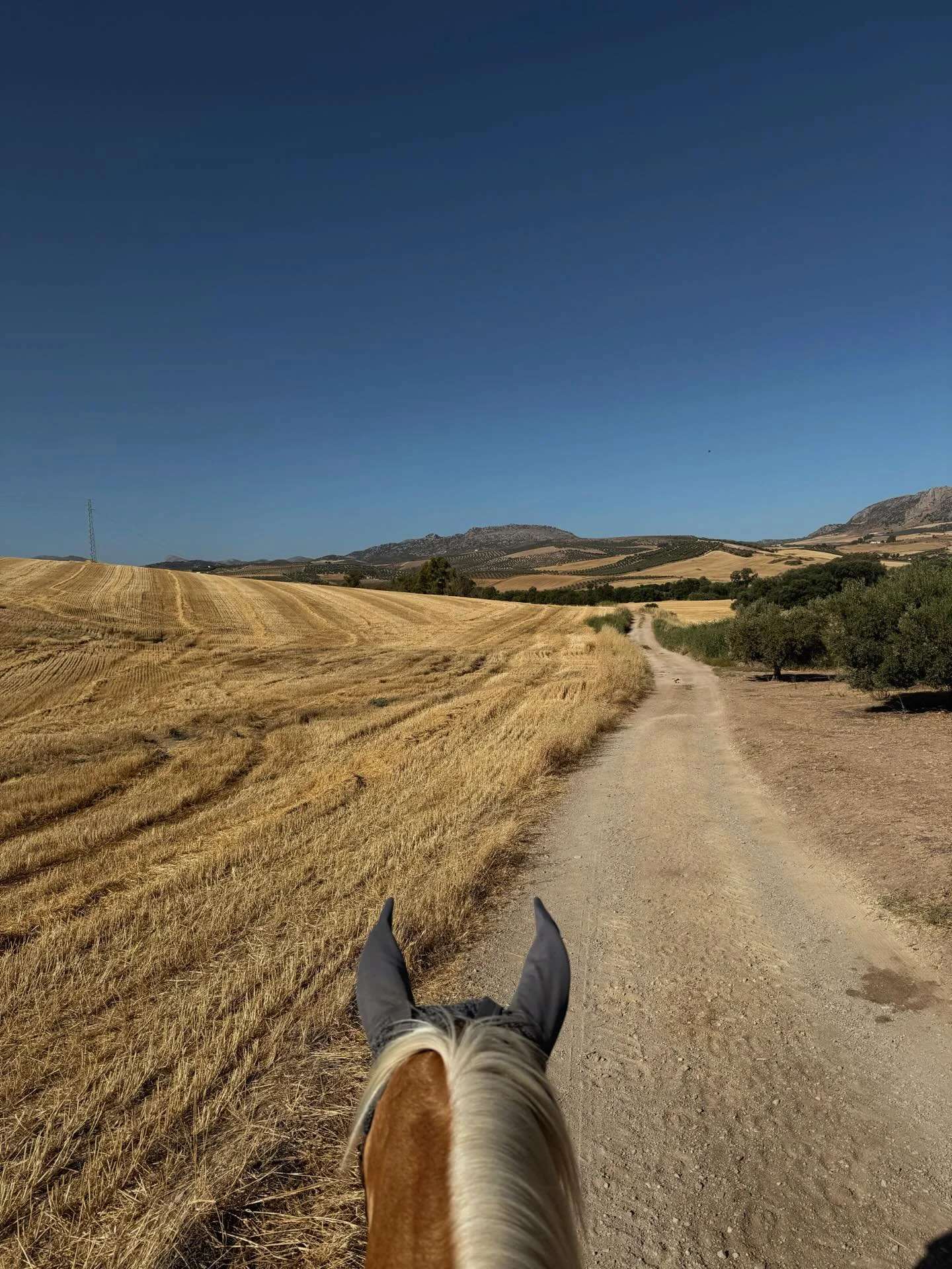 Wir verabschieden uns in die Sommerpause&hellip;🌞🥰🐴

Die erste H&auml;lfte der Saison ist nun geschafft und wir bedanken uns ganz herzlich bei allen G&auml;sten, die wir dieses Jahr bereits bei uns begr&uuml;ssen durften.🙏🏼

Unsere Pferde und au