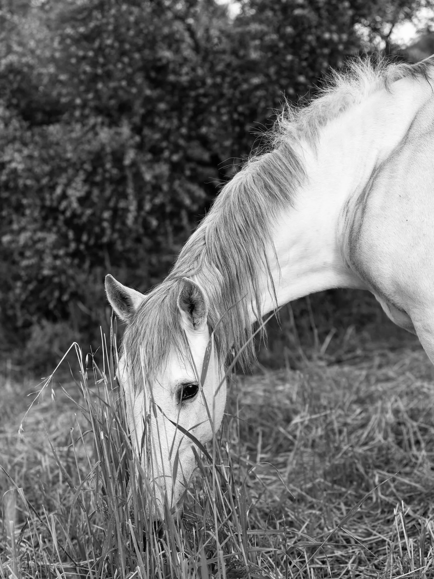 Ein letzter Galopp in den Himmel🪽

Unsere liebste Tuna musste heute ihren letzten Weg &uuml;ber die Regenbogenbr&uuml;cke bestreiten&hellip;.🌈💖😔

In den letzten Monaten hat sie tapfer gegen den Schimmelkrebs gek&auml;mpft. Heute Morgen mussten wi