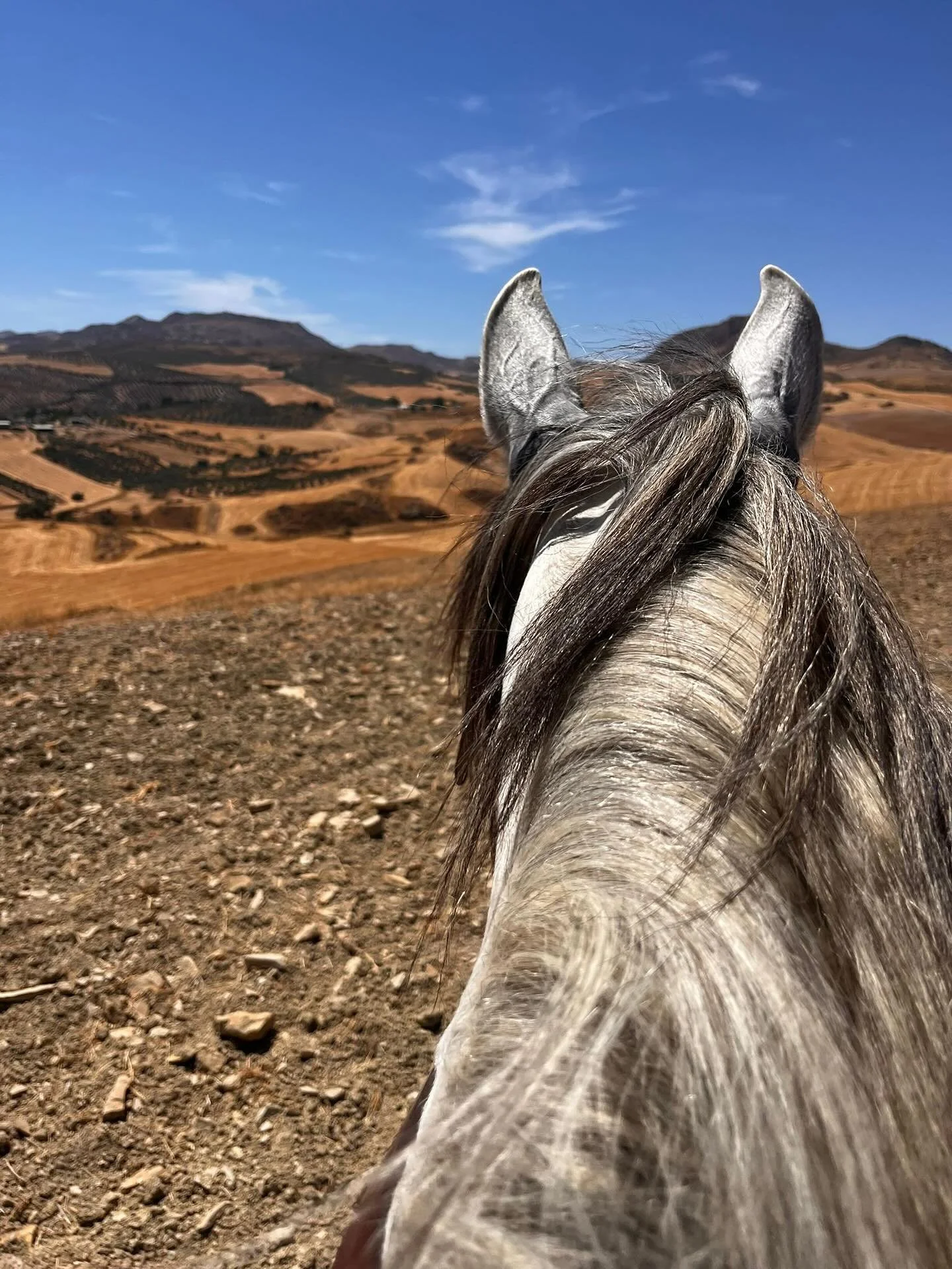Ein paar Impressionen der letzten Tage&hellip;🌞🐴

Wir w&uuml;nschen euch eine gute Woche.🤗

#puravida #caballo #andalusia #rancholosangeles #pre #purarazaespa&ntilde;ola