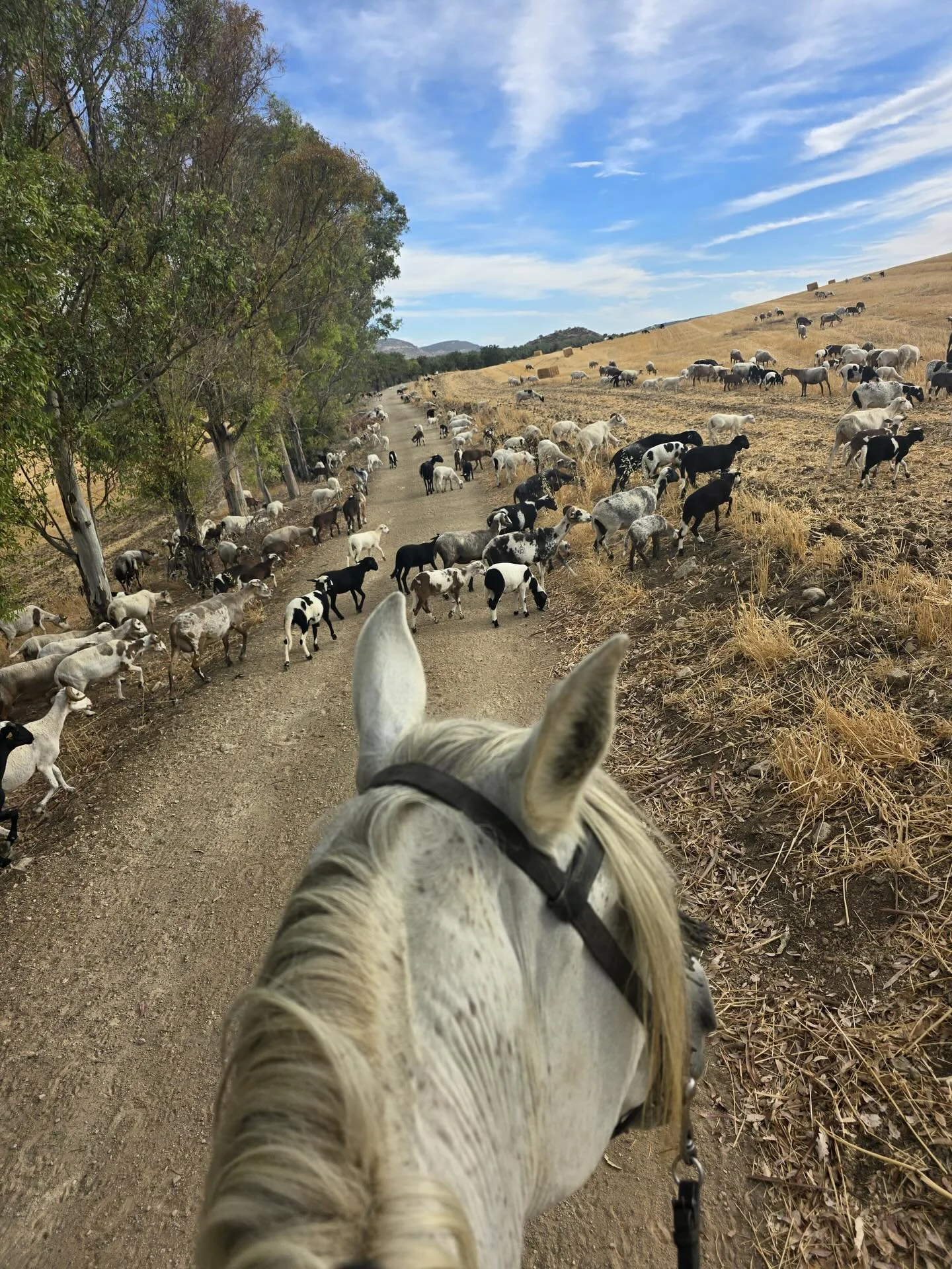 Stau in Andalusien: Schafe statt Autos🐎🐑✨

Im Herbst treffen wir regelm&auml;ssig auf die Schafherden rund um unsere Finca. Immer wieder ein sch&ouml;nes Erlebnis.🤩