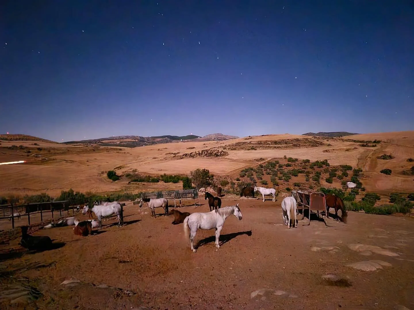 Nacht in Andalusien. Pferde. Frieden.⭐️🐎
Buenas noches a todos!✨