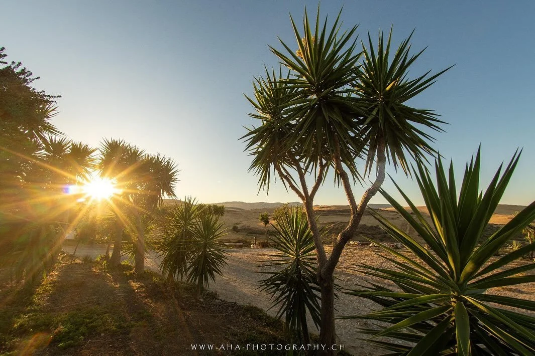 Finca, Pferde, Sonne. Ein paar Impressionen aus unserem Alltag.🌞💖🐎

Vielen Dank f&uuml;r die wundersch&ouml;nen Bilder!✨