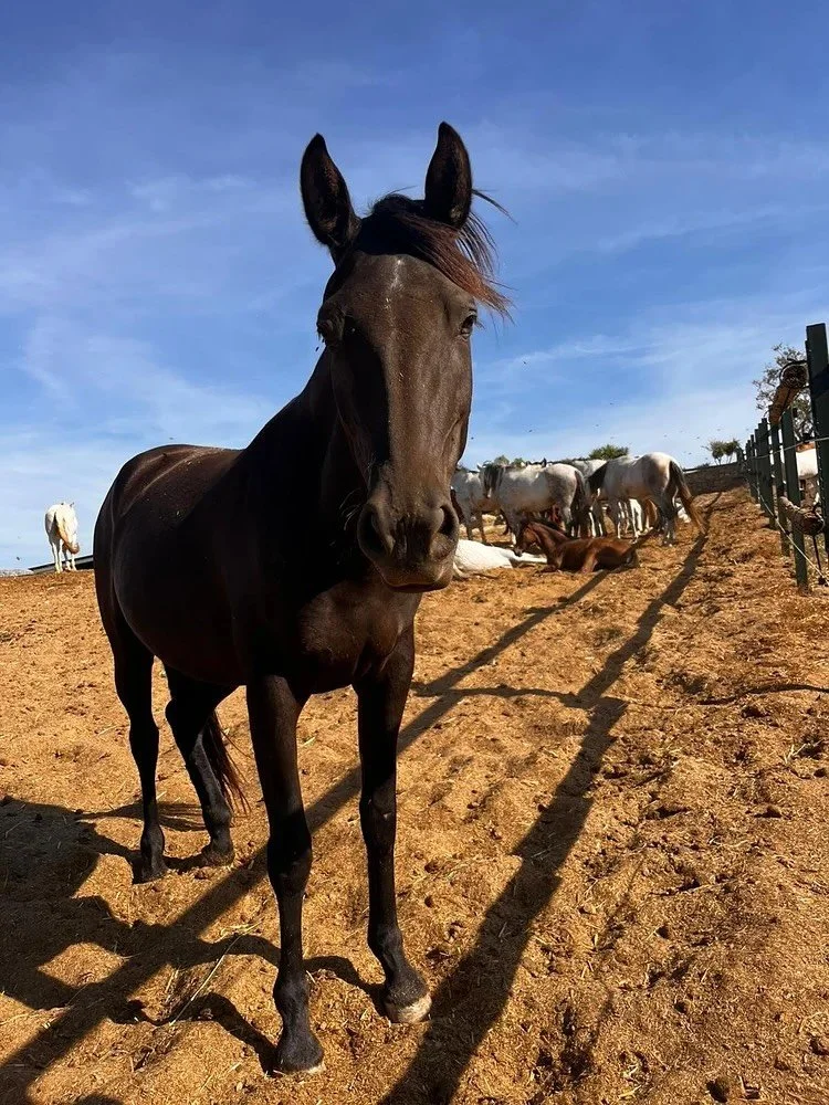 Eine neue Seele auf Rancho⭐️

Vielleicht haben sie schon einige im Herbst-Newsletter entdeckt. Sombra, eine junge, sensible Stute, welche unsere Herzen im Nu erobert hat.🖤
Wir freuen uns sehr auf die gemeinsamen Momente und Jahre mit ihr!✨