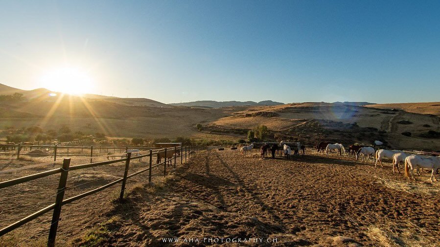 Erneute Impressionen, weil&lsquo;s beim letzten Mal so sch&ouml;n war&hellip;😌☀️🐎🫶🏼

#andalucia #caballo #pre #purarazaespa&ntilde;ola #puravida #rancholosangeles #vacasiones