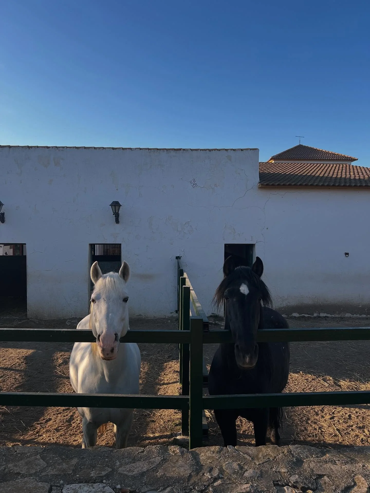 BLACK🖤 &amp; WHITE🤍

Ojala und Original w&uuml;nschen euch morgen einen guten Start in die neue Woche!🫶🏼