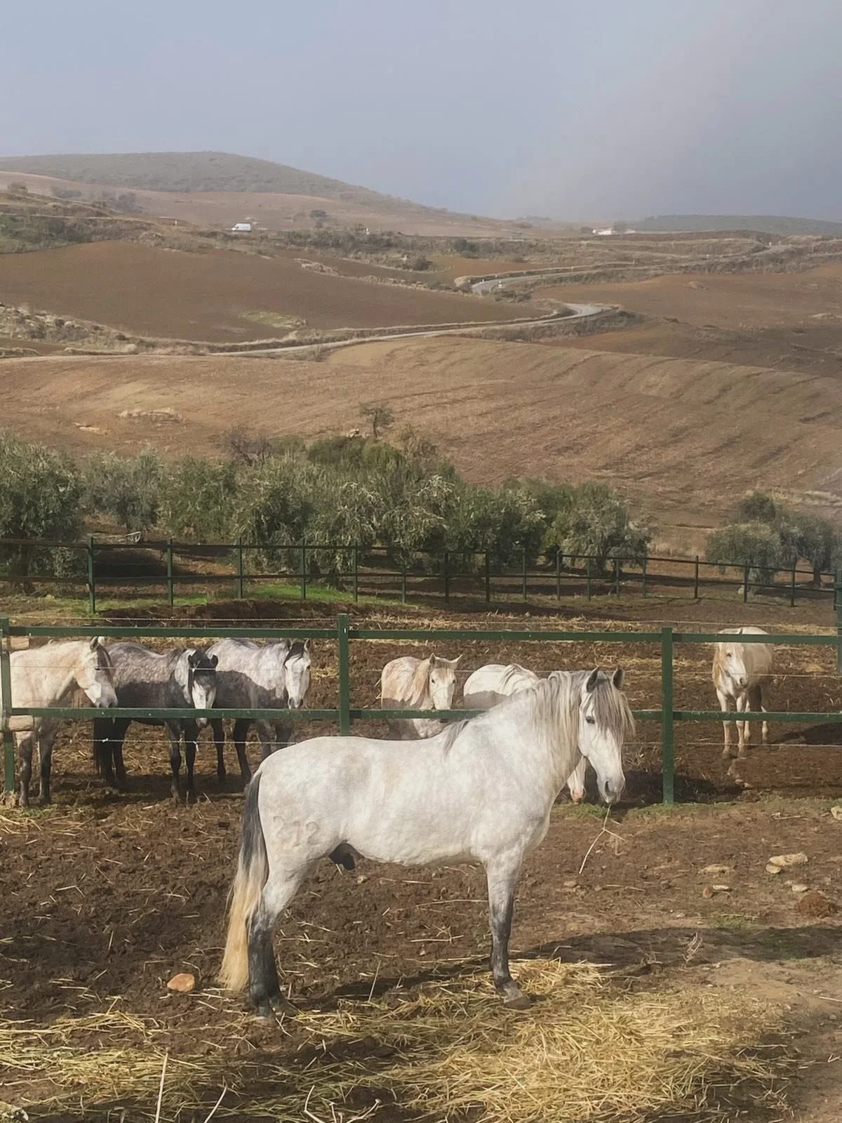 Ein bisschen Adventsmagie🩶✨

Zum 2. Advent d&uuml;rfen wir etwas ganz besonderes mit euch teilen:

Herzlich Willkommen Nazar&iacute;!🦄

Der 3 1/2-j&auml;hrige Wallach wird unseren Reitbetrieb zuk&uuml;nftig bereichern und wir freuen uns sehr auf de