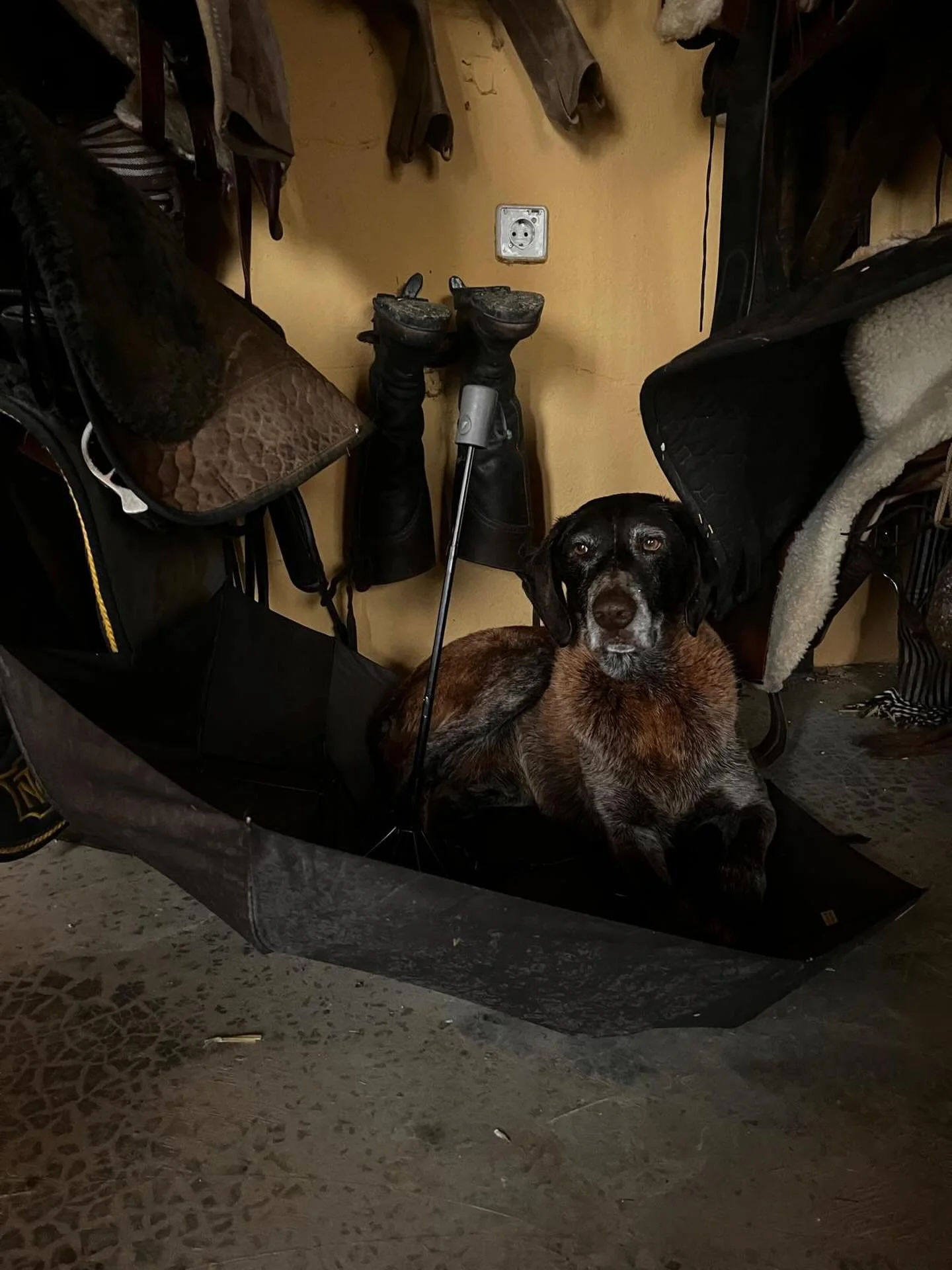 Kurzes Update aus Schlammalusien&hellip;🌧️🤎

Zwischen Pf&uuml;tzen, Matsch und ein bisschen Chaos senden wir euch ein beruhigendes Lebenszeichen: Das Wetter zieht sich hartn&auml;ckig, aber das Wichtigste: Den Pferden und geht es gut und wir stehen