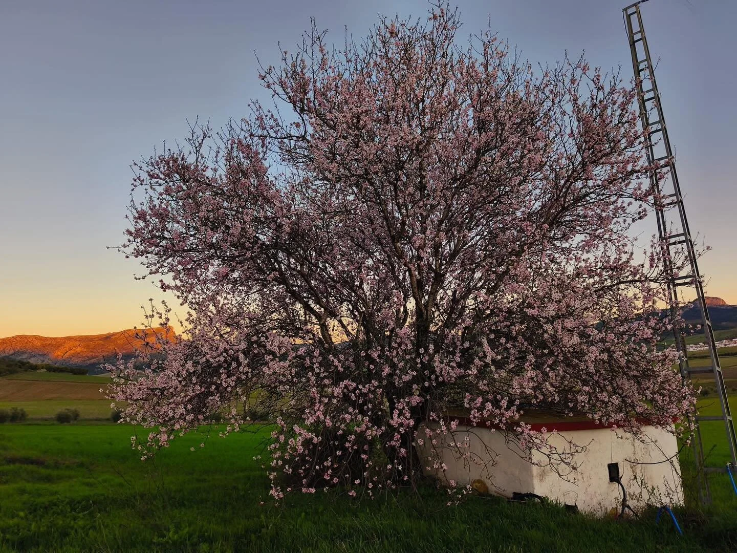 Die Mandelb&auml;ume bl&uuml;hen und unsere neue Saison beginnt&hellip;
Wir freuen uns auf bekannte Gesichter, neue Begegnungen und viele unvergessliche Stunden mit all unseren G&auml;sten und Pferden.🌸🐎

Auf einen wunderbaren Start und viele gemei