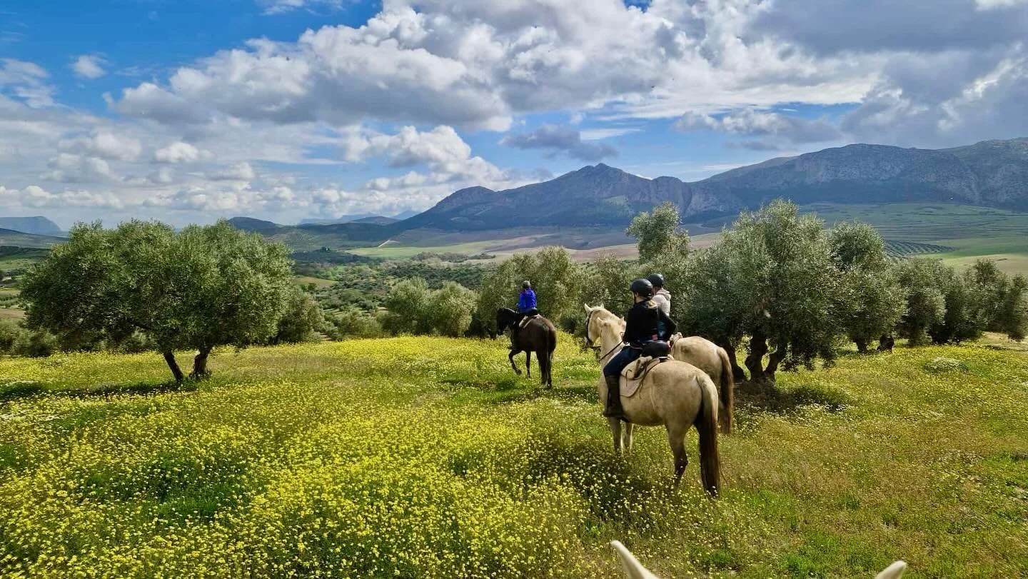 Der Fr&uuml;hling ist endlich hier und zeigt sich von seiner sch&ouml;nsten Seite&hellip;🤩☀️🐎🌼