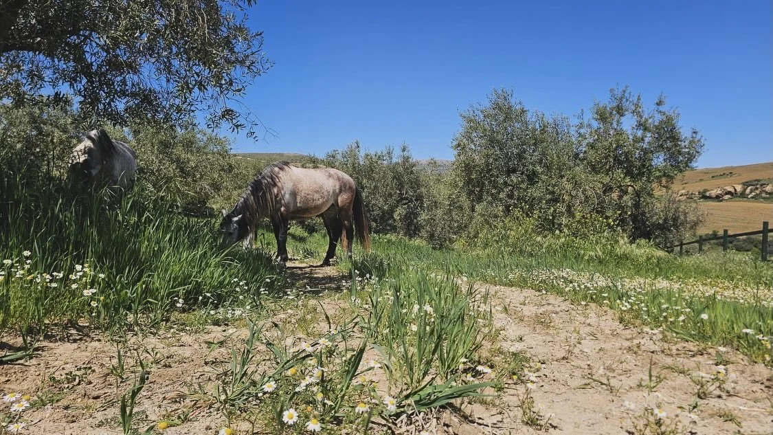 Frohe Ostern!🌼🐣🌿🌞

W&auml;hrend wir feiern, geniessen unsere Pferde das saftige Gr&uuml;n&hellip;😋✨🐎