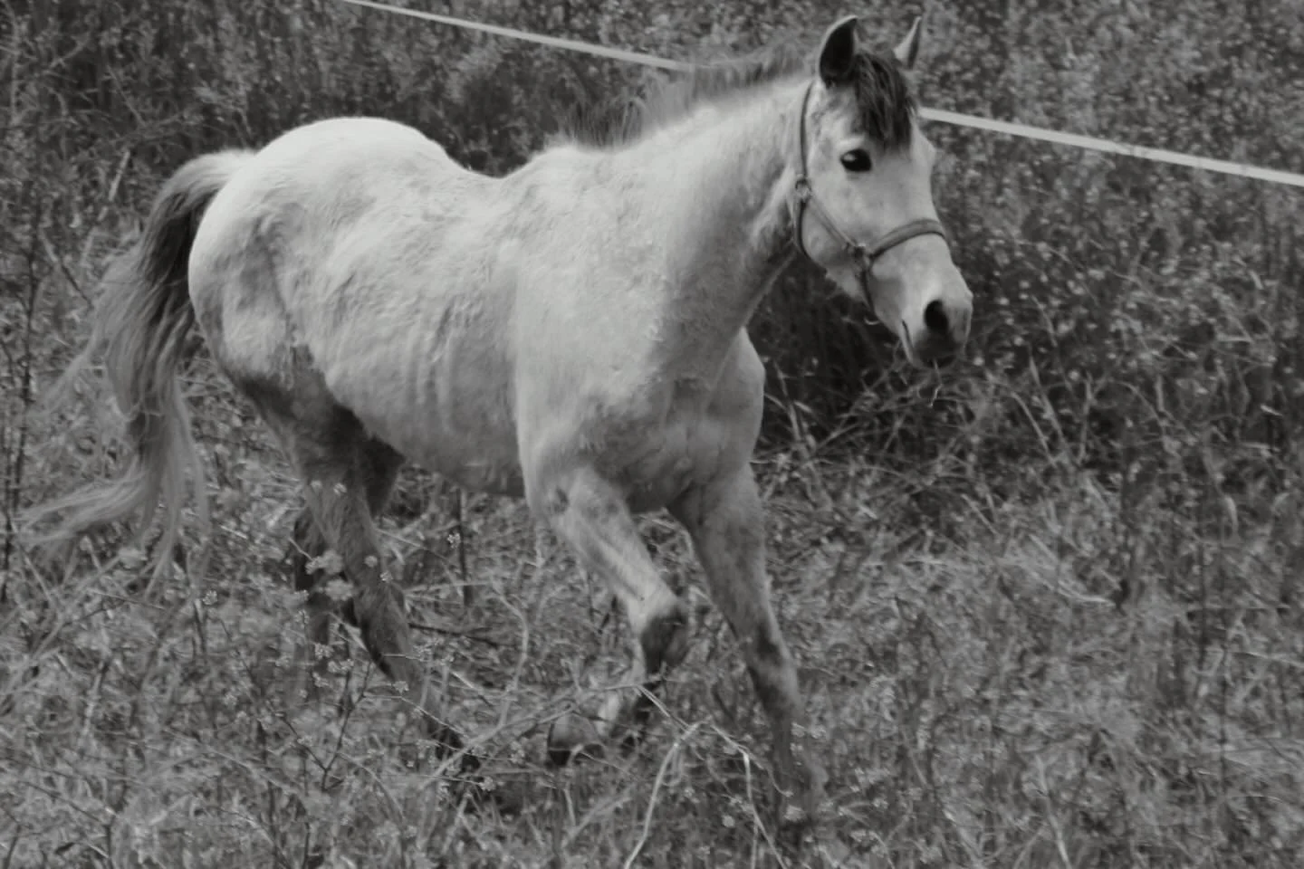 Am letzten Montag mussten wir uns schweren Herzens von unserem knapp 25 j&auml;hrigen Max verabschieden.
Infolge eines Beinbruchs mussten wir ihn gehen lassen.🪽🩶

Danke f&uuml;r all die Jahre an unserer Seite. 
Du warst eine Lebensversicherung, ein
