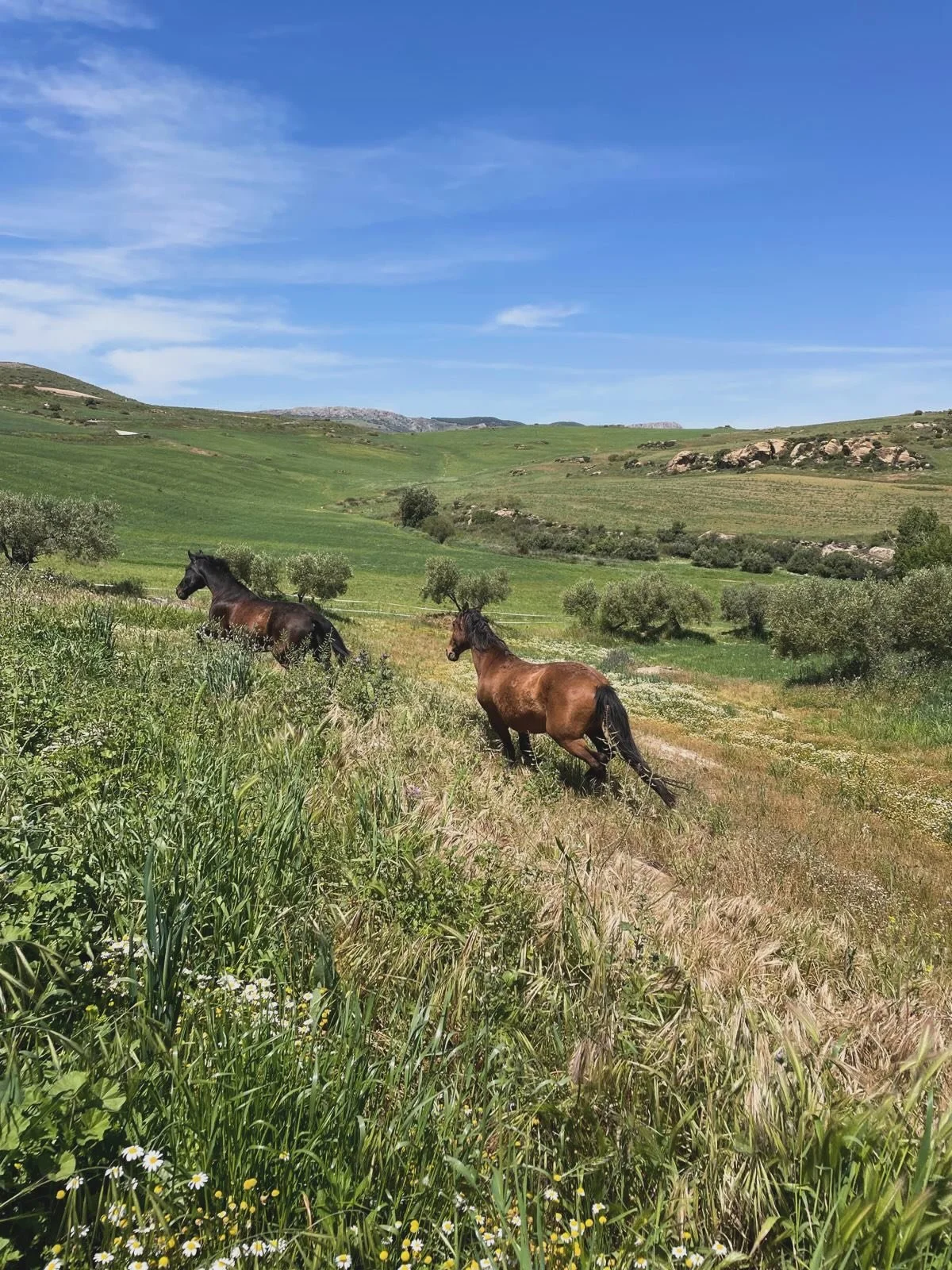 Und nun d&uuml;rfen auch die mittlere und die grosse Herde das saftige Gr&uuml;n geniessen - jedes Jahr wieder ein wundersch&ouml;ner Anblick und ein absolutes Highlight f&uuml;r Mensch und Pferd&hellip;🌞🌱✨🐎
