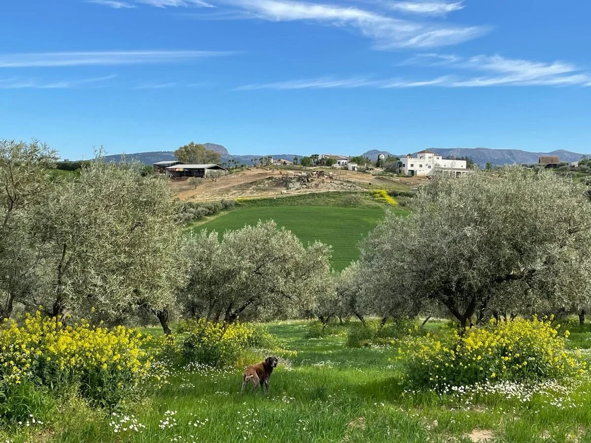Spontane Auszeit gef&auml;llig?🌼
Wir h&auml;tten spontan vom 16. - 22. Mai 2026 noch ein Einzelzimmer frei.😁

Eine Woche Andalusien, Pferde, Fr&uuml;hlingswetter und einfach mal durchatmen&hellip;🐎☀️

Melde dich gerne per Email oder &uuml;ber das 