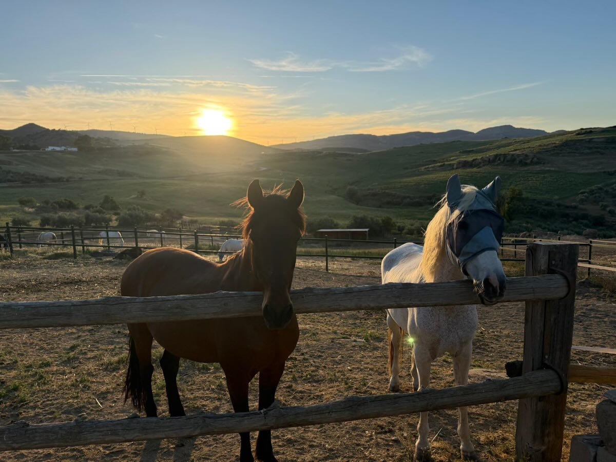 Lancelot &amp; Ruise&ntilde;or w&uuml;nschen euch einen guten Start in die neue Woche!☀️🐎✨
