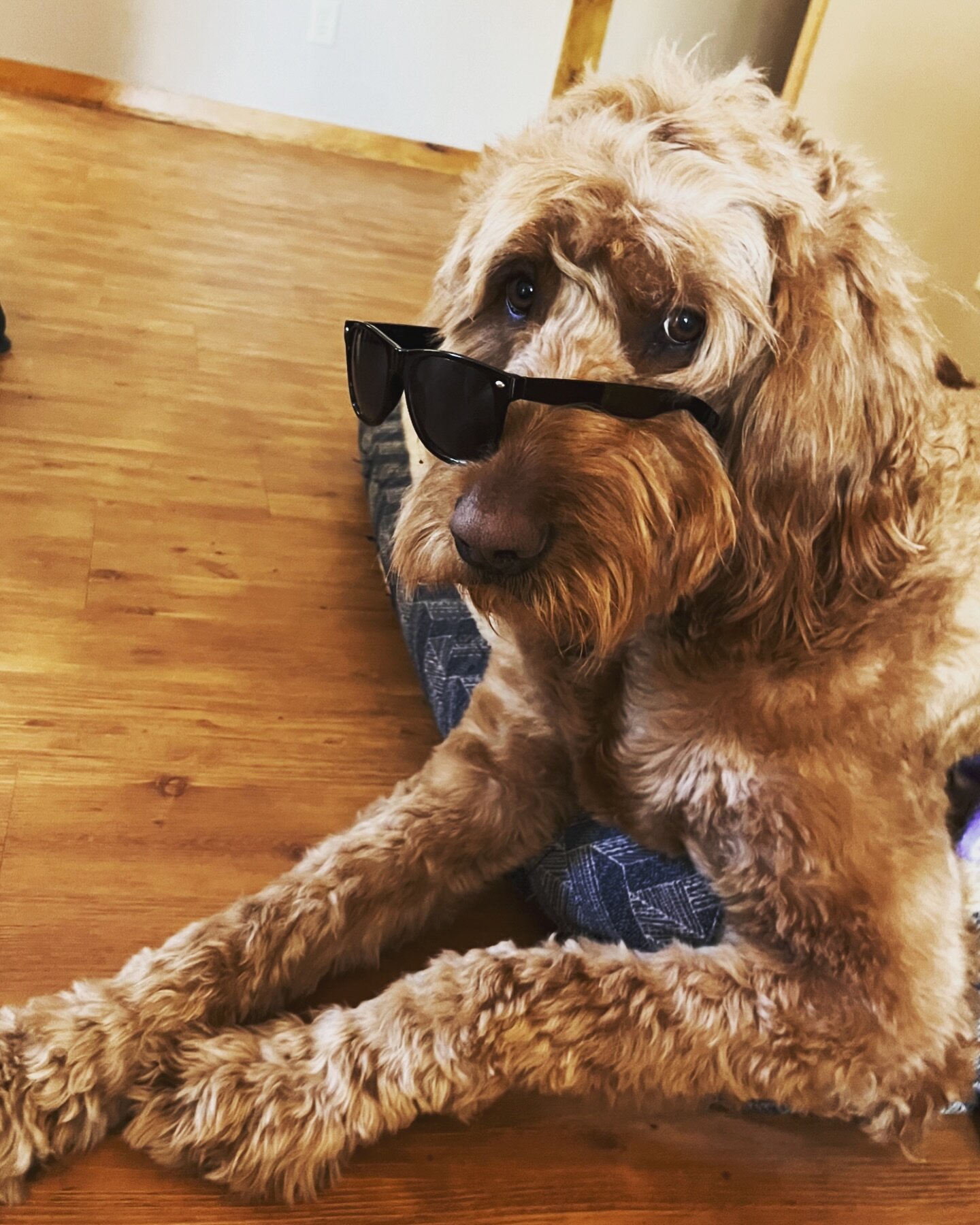 Rolling into Monday like&hellip;😎

Are you ready for some cool yoga vibes this week?! Diego, one of our studio pups, sure is! Hope to see you on your mat soon ❤️ 

✨Check out our schedule online or via link in bio! 

#yogaeveryday #visitstcloud #yog