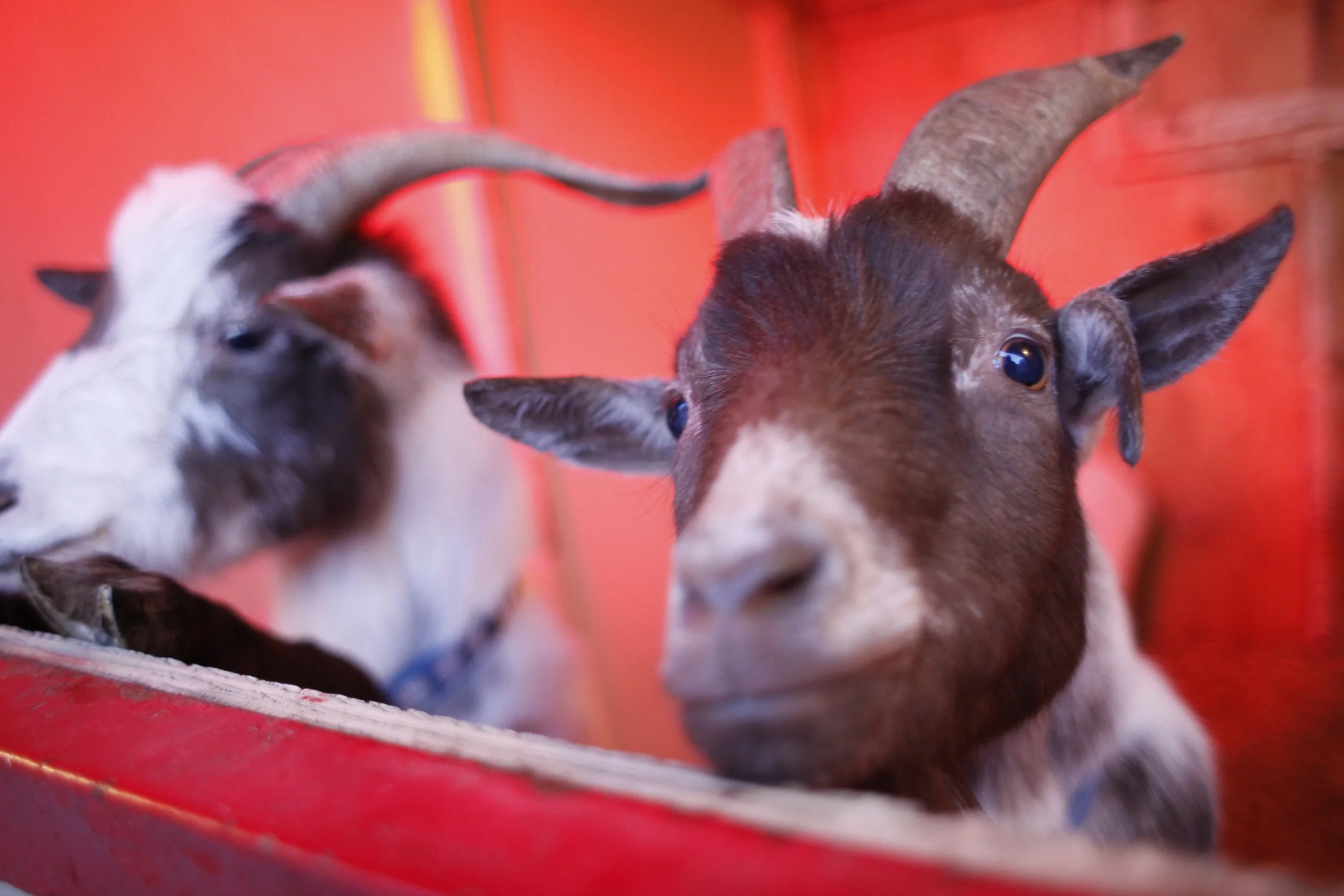 Big Apple Circus 12 Goats Photo by Vito Fun.JPG