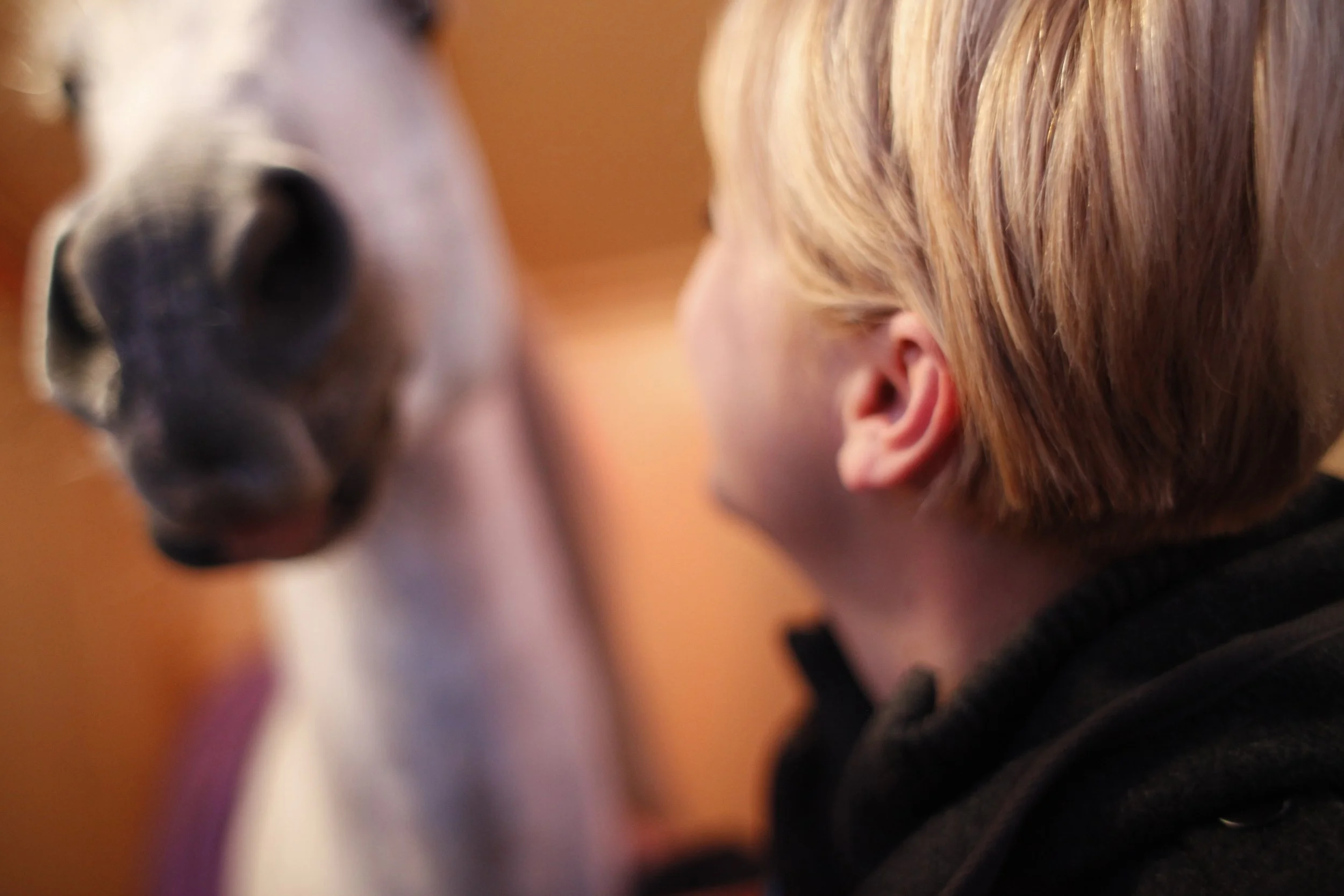 Big Apple Circus 14 Horse Photo by Vito Fun.JPG