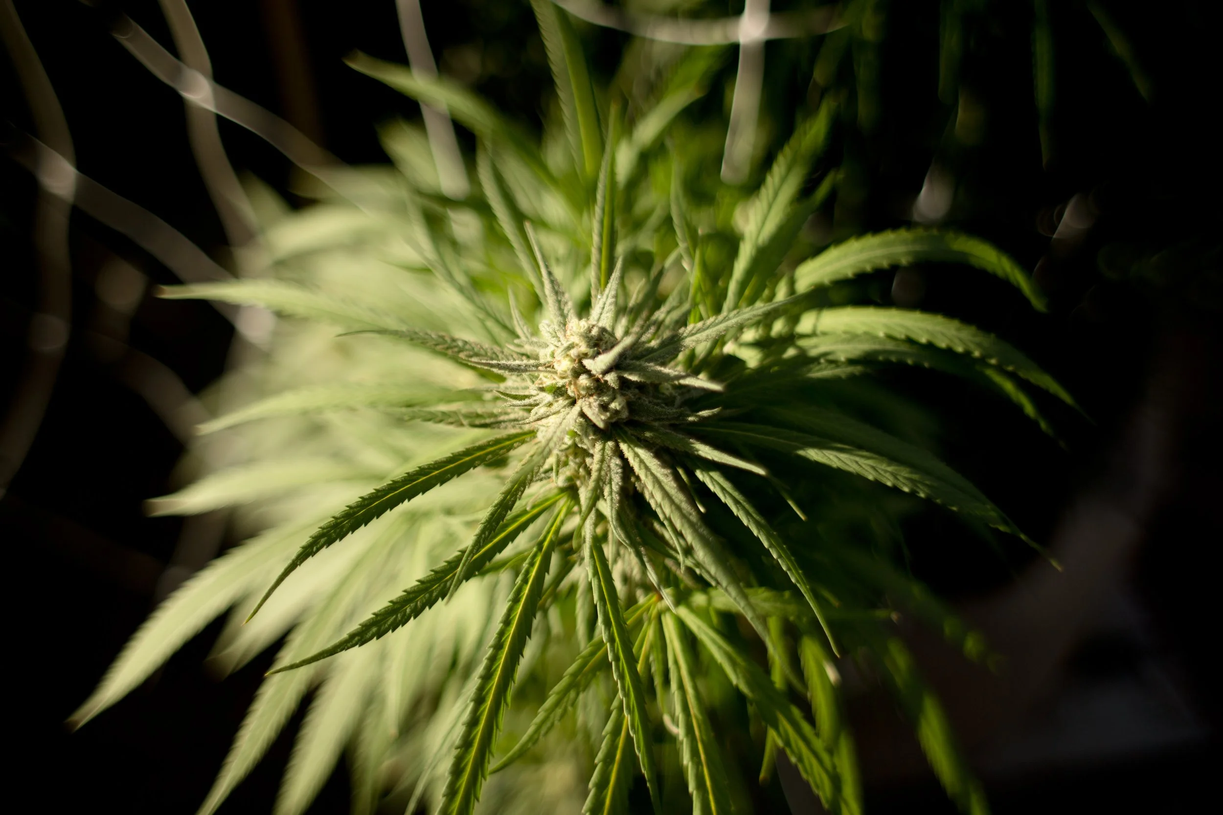 Marijuana Ranch Humboldt County California October 2013 8 Flowering Plant Photo by Vito Fun.JPG