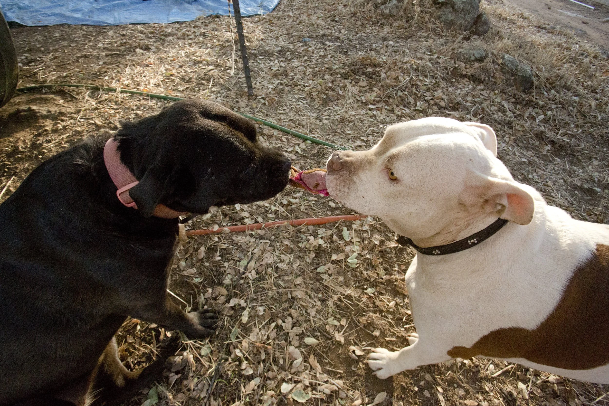 Marijuana Ranch Humboldt County California October 2013 2 Dogs Fighting Photo by Vito Fun.JPG