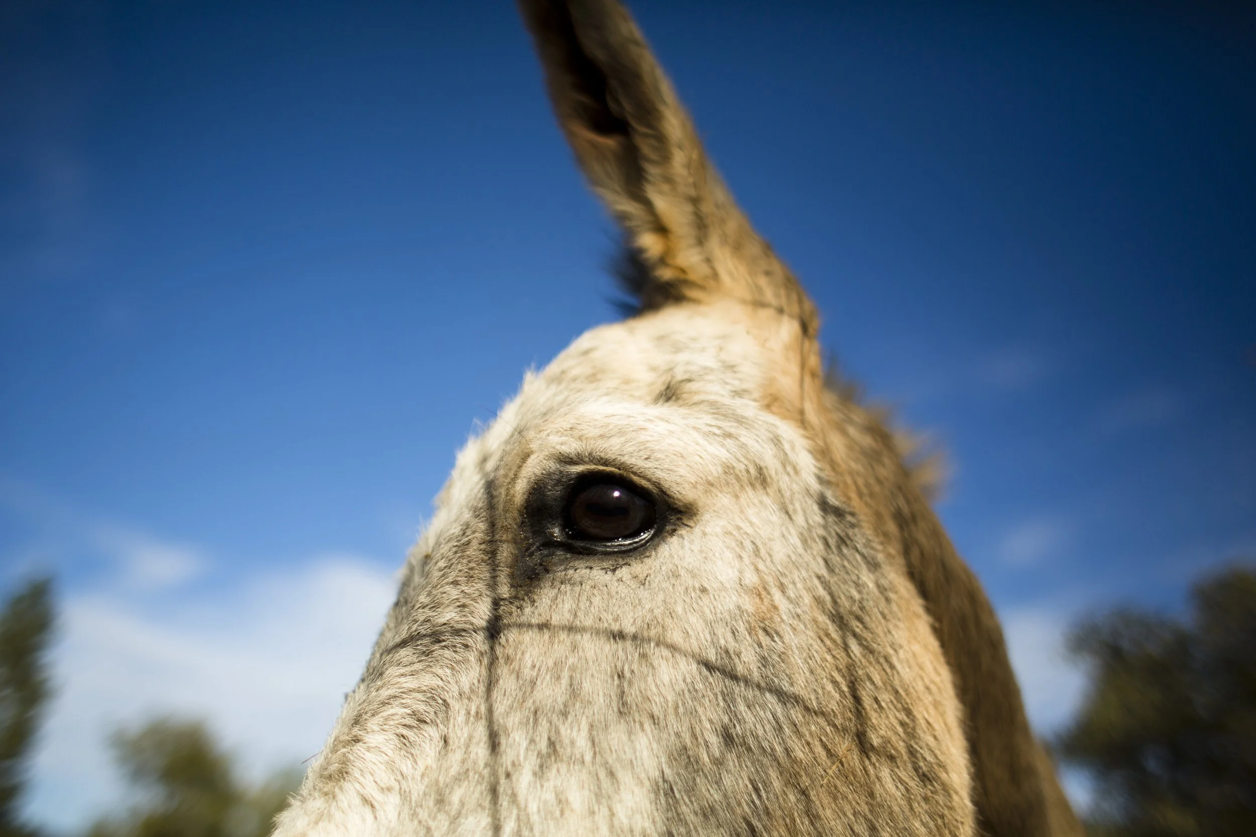 Marijuana Ranch Humboldt County California October 2013 23 Donkey Shadow Photo by Vito Fun.JPG