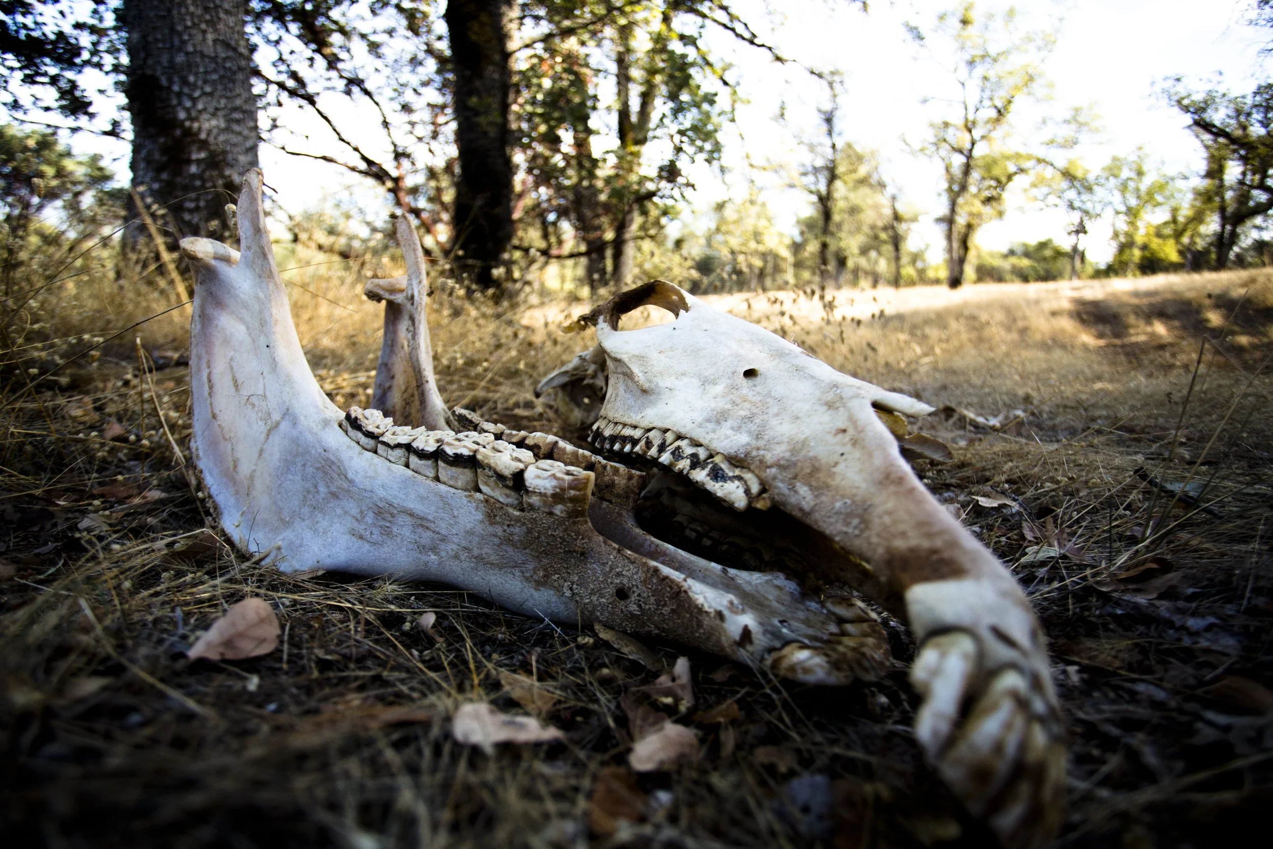 Marijuana Ranch Humboldt County California October 2013 20 Deer Skull Photo by Vito Fun.JPG