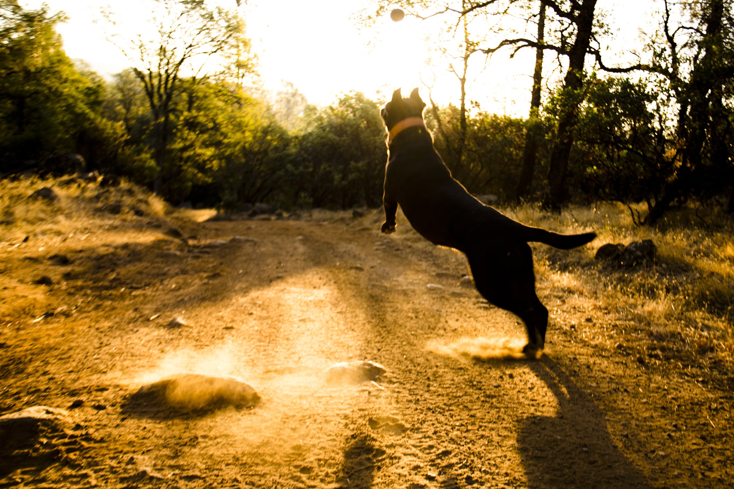 Marijuana Ranch Humboldt County California October 2013 68 Dog Sunset Jump Photo by Vito Fun.JPG