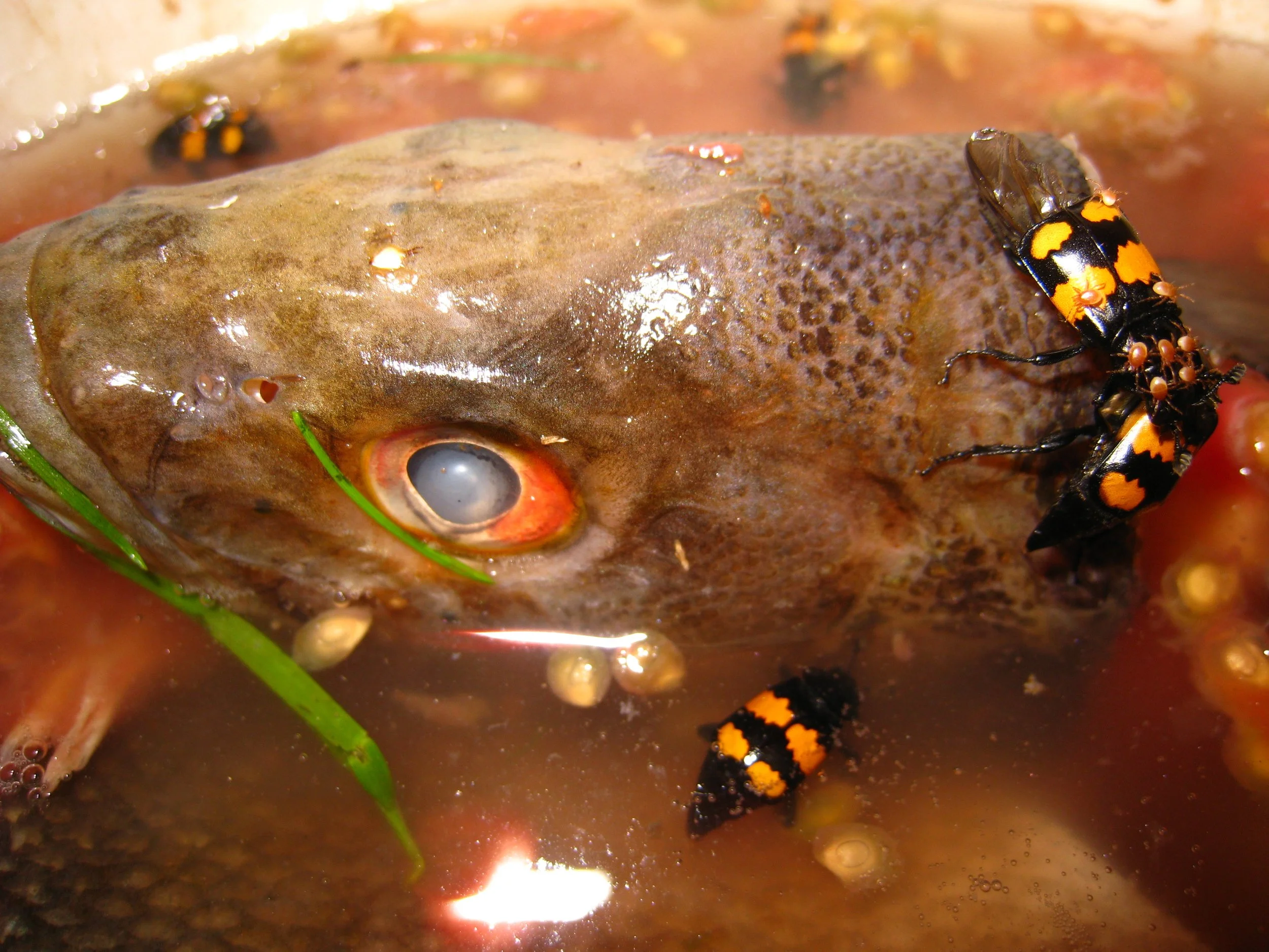 Adirondacks 2008; Fish Head Dead.JPG