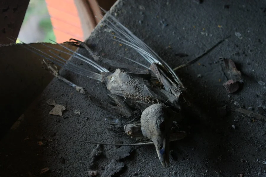 Batcave Brooklyn; Dead Seagull Bird 4.jpg
