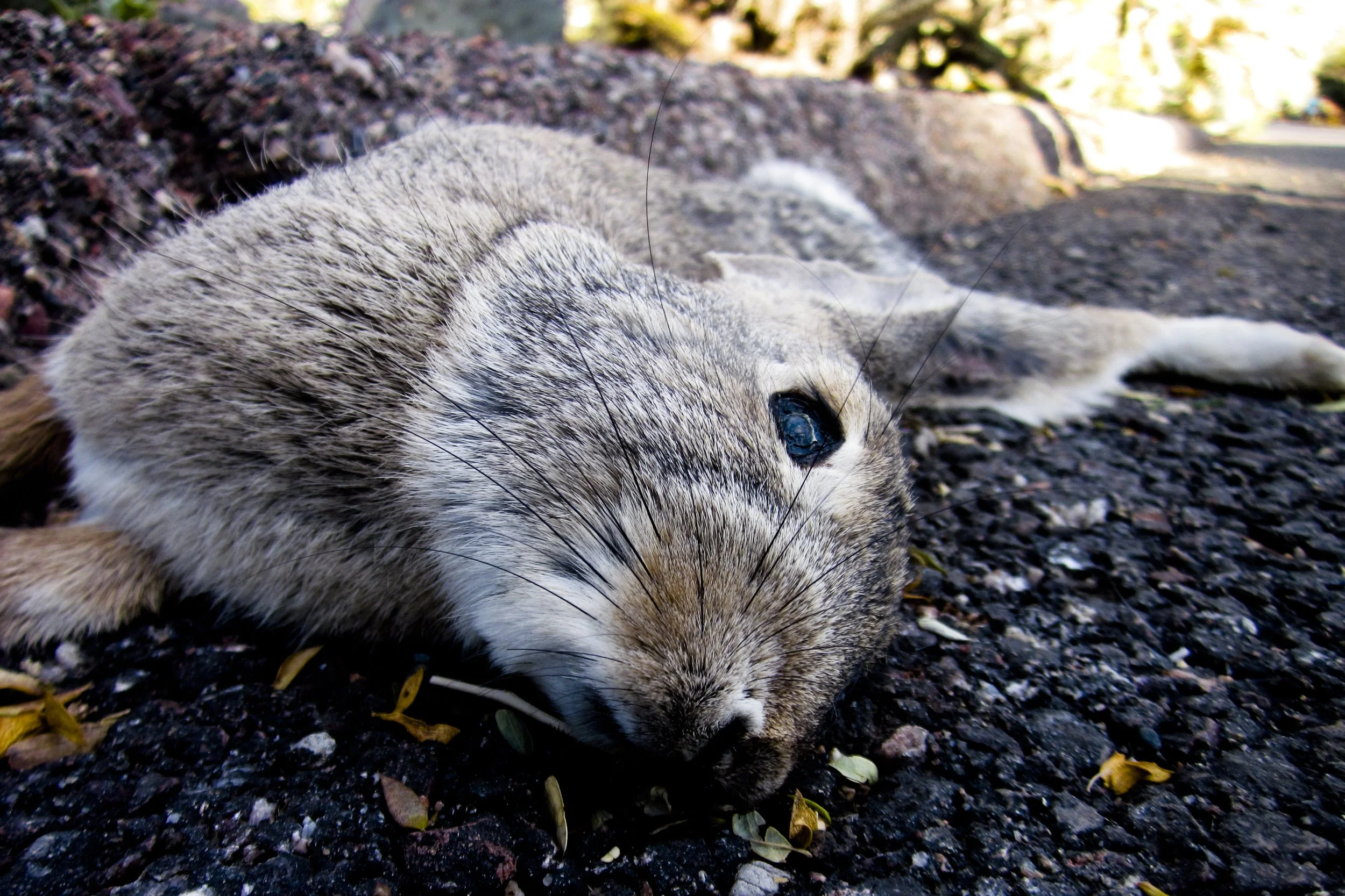 Alienware Landing Tour Phoenix January 2014 25; Dead Rabbit.JPG