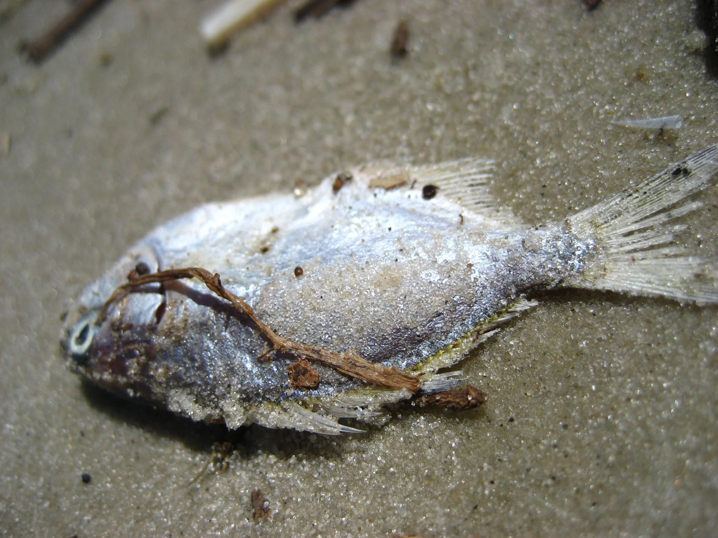 Brazil February 2008; Perfect Beach Beach Macro Of Dead Fish.JPG