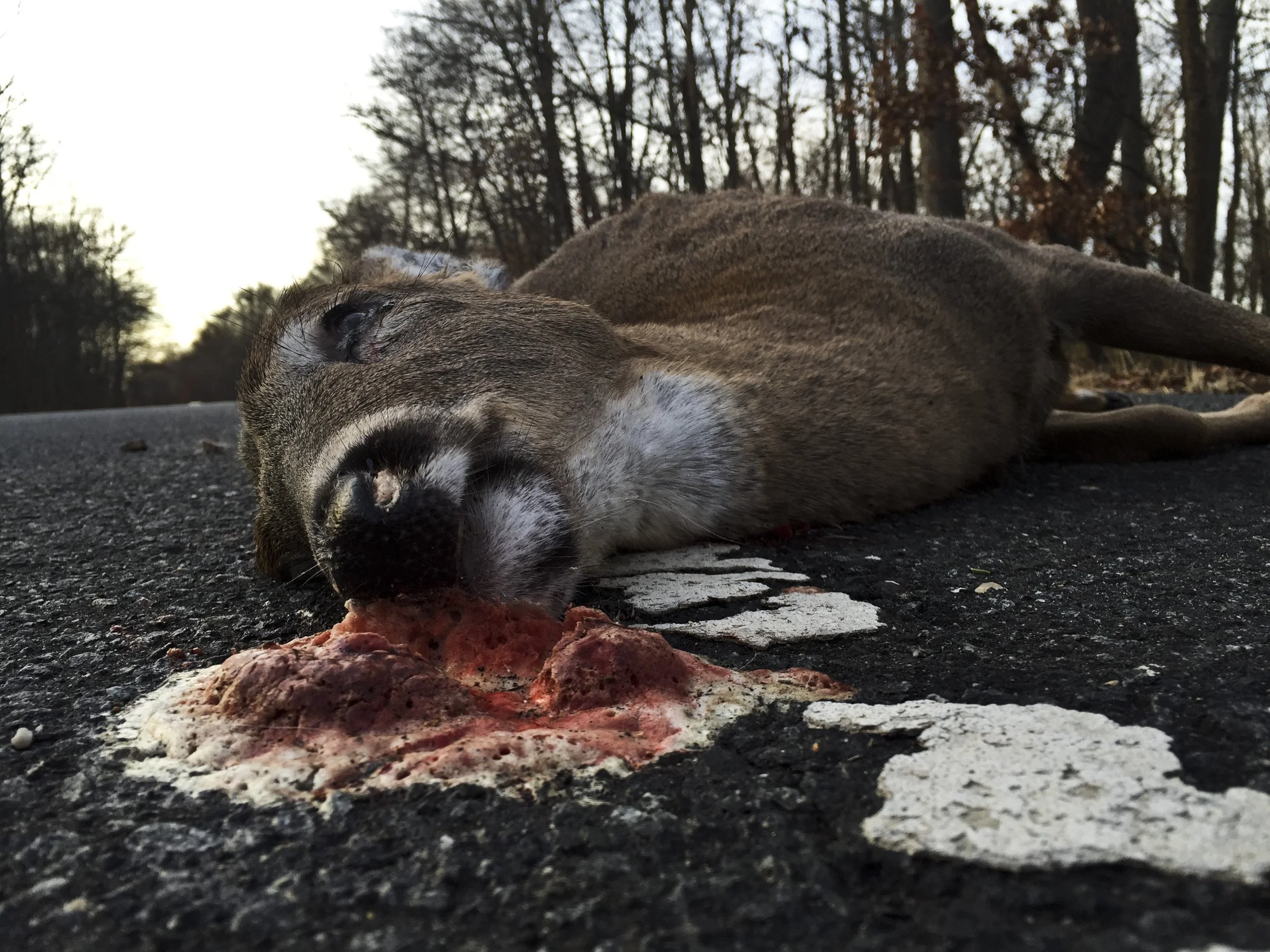Christmas Tree Shopping; Dead Deer Road.jpg