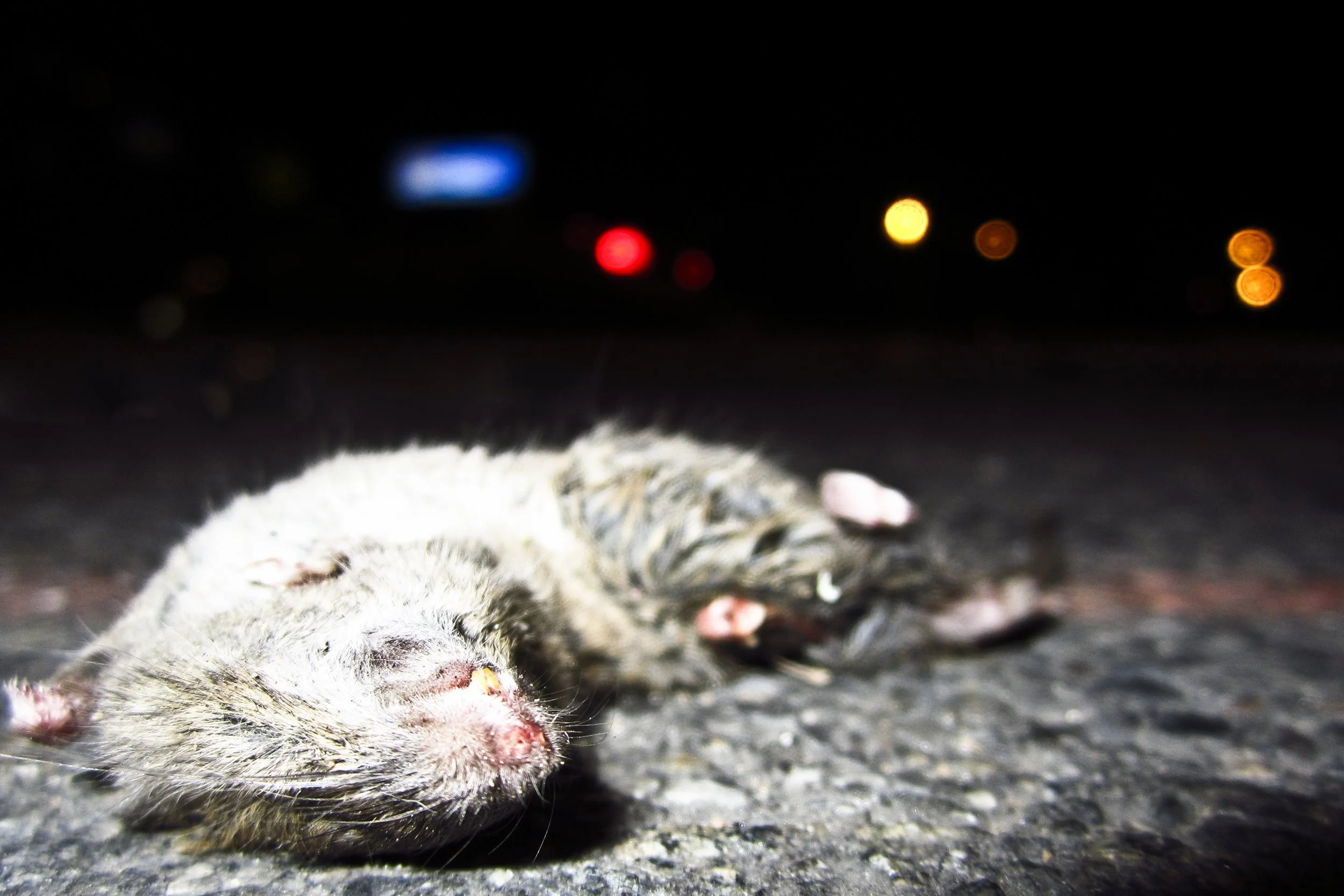 Dead Baby Rat January 2012.jpg