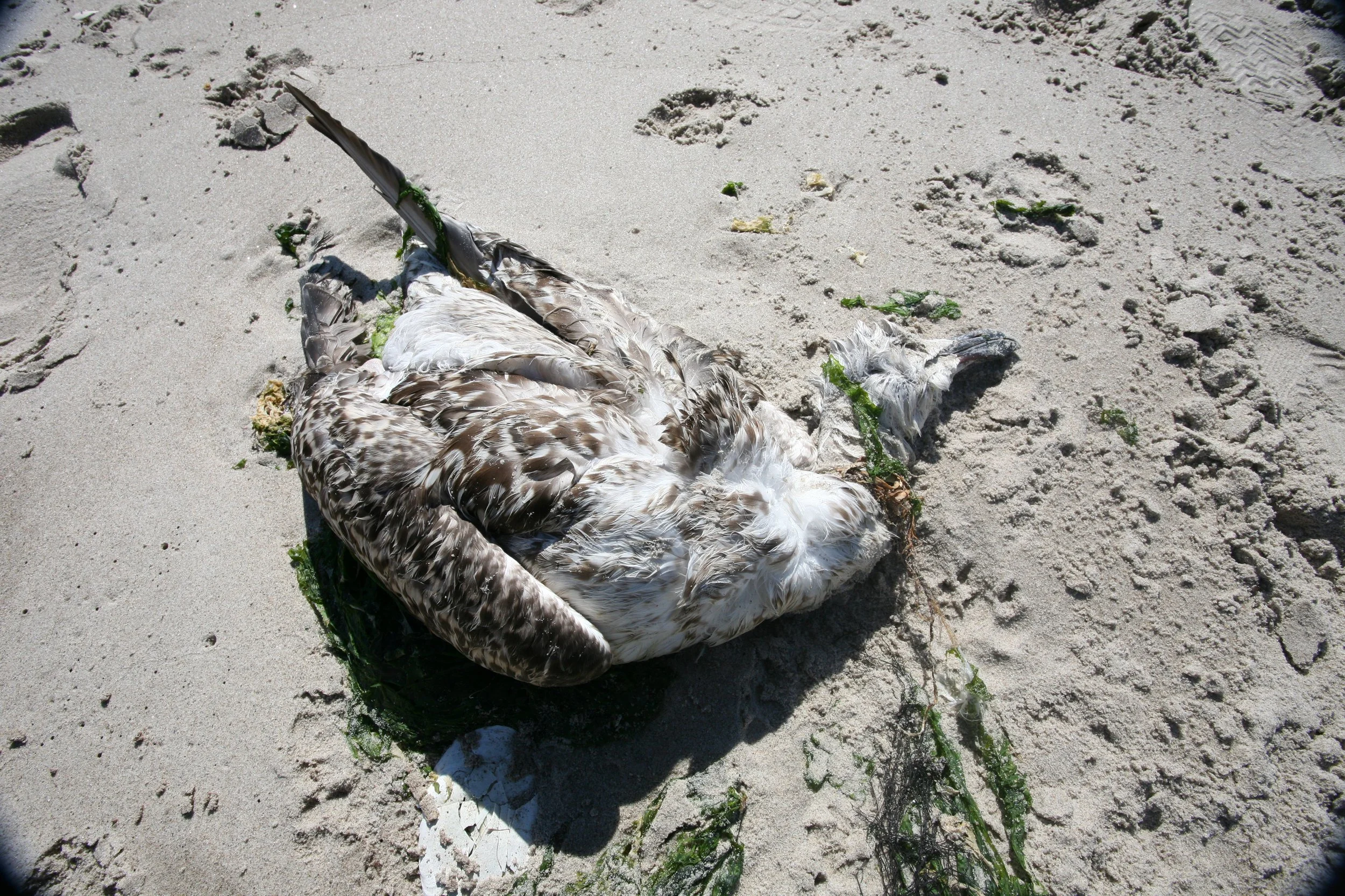 Dead Bird 1 October 2008.JPG