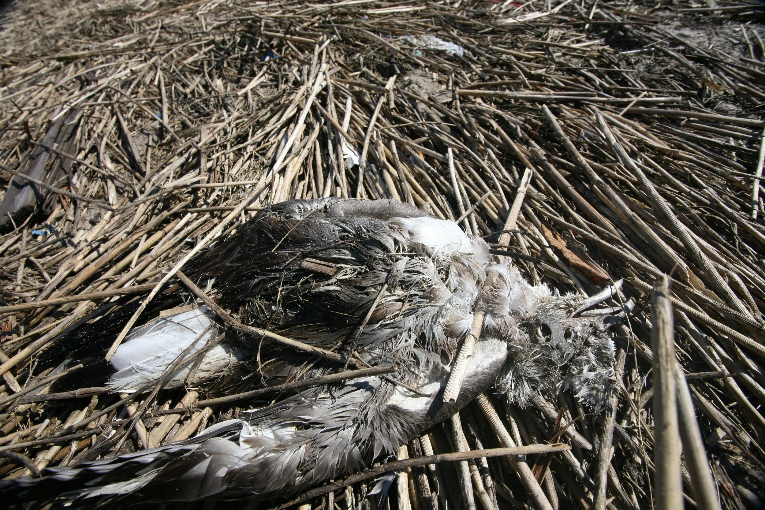 Dead Bird 2 October 2008.JPG