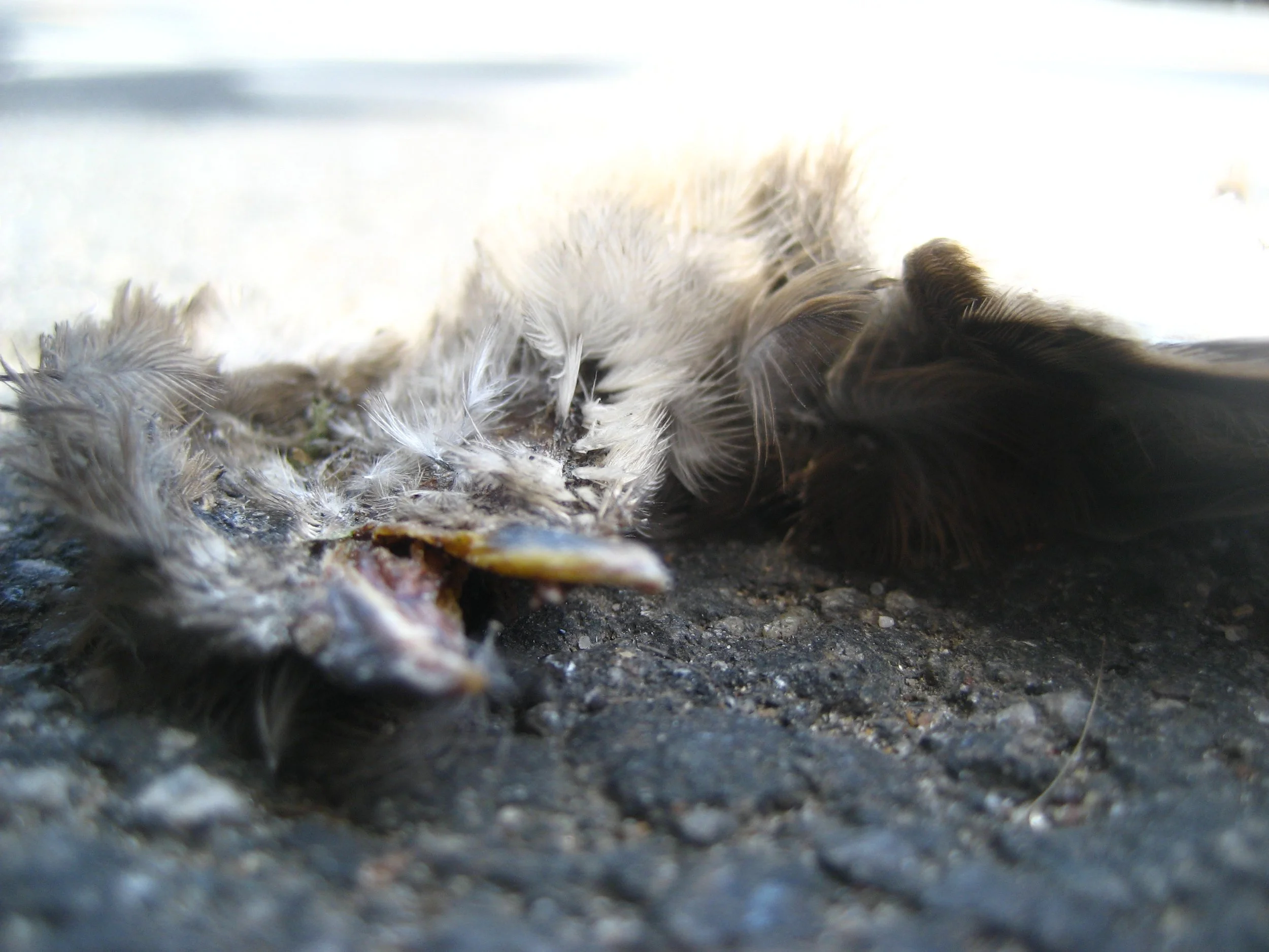 Dead Crushed Baby Bird.JPG