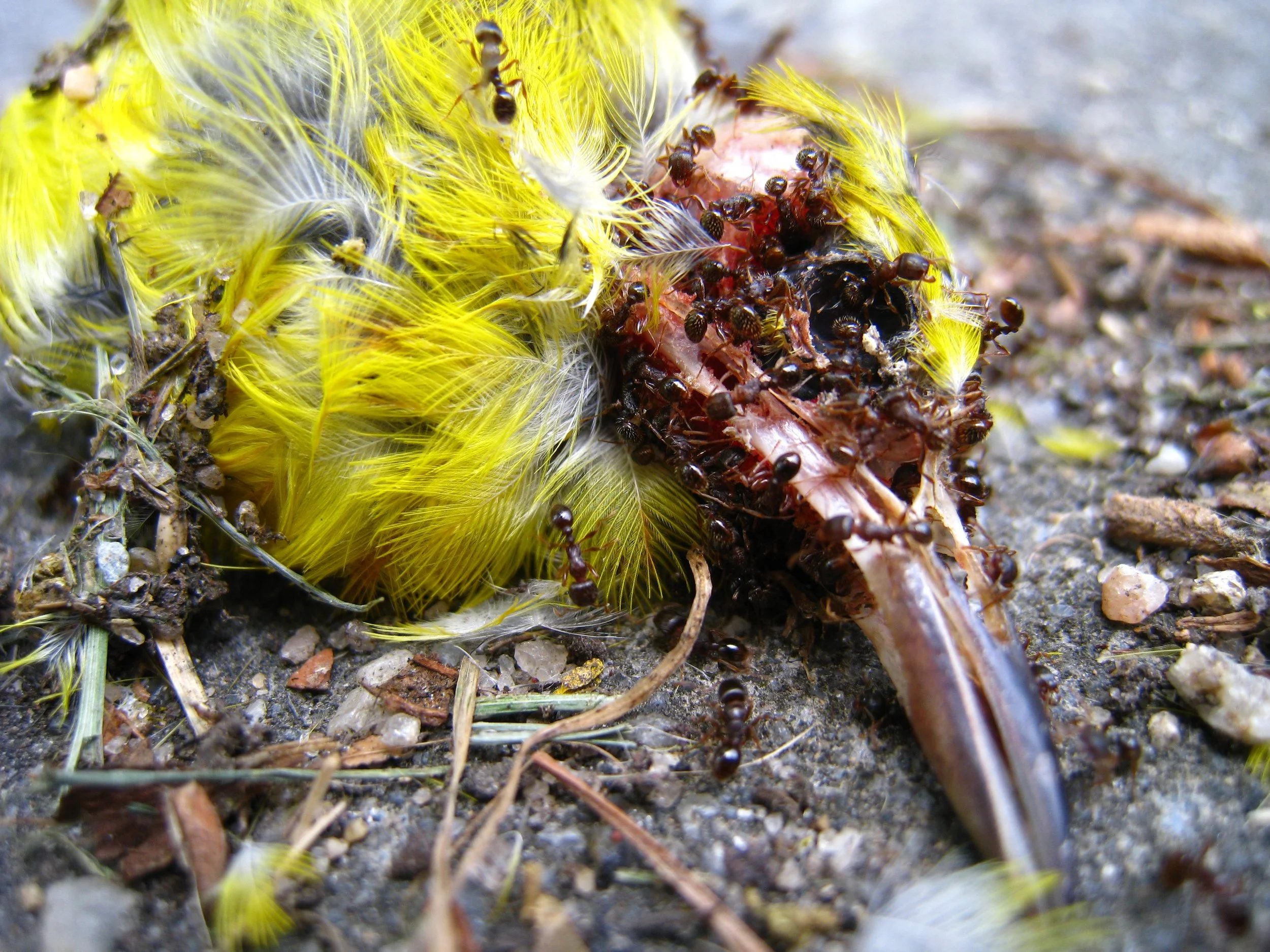 Dead Bird With Ants Macro.JPG