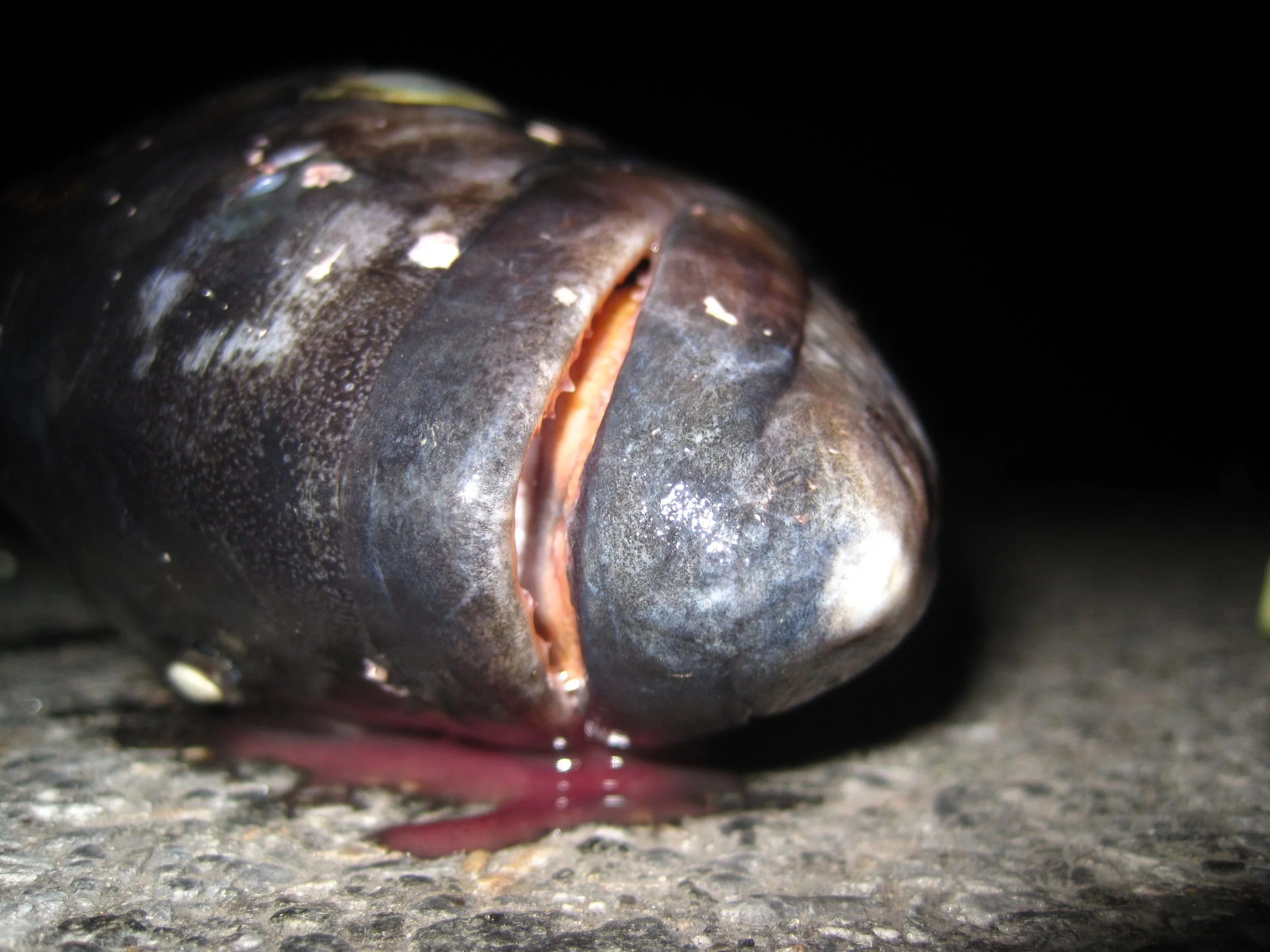 Dead Fish Garbage 2.JPG