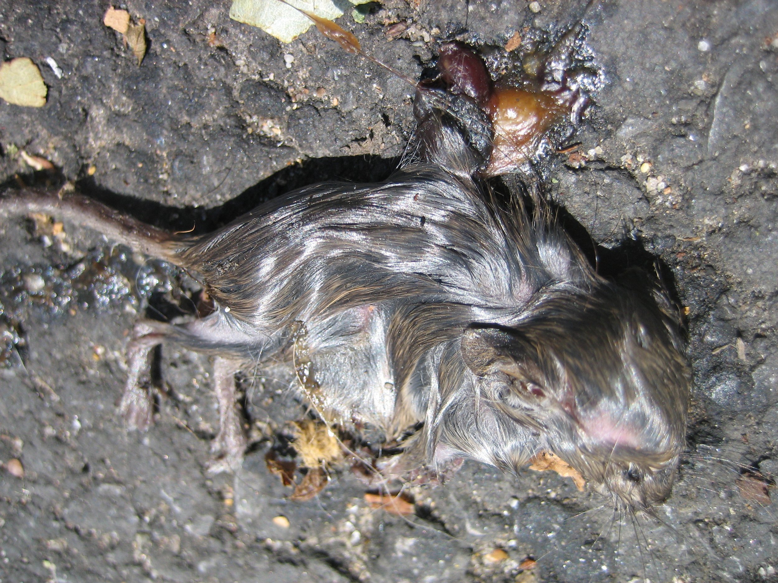 Dead Mouse 2 June 2006.JPG