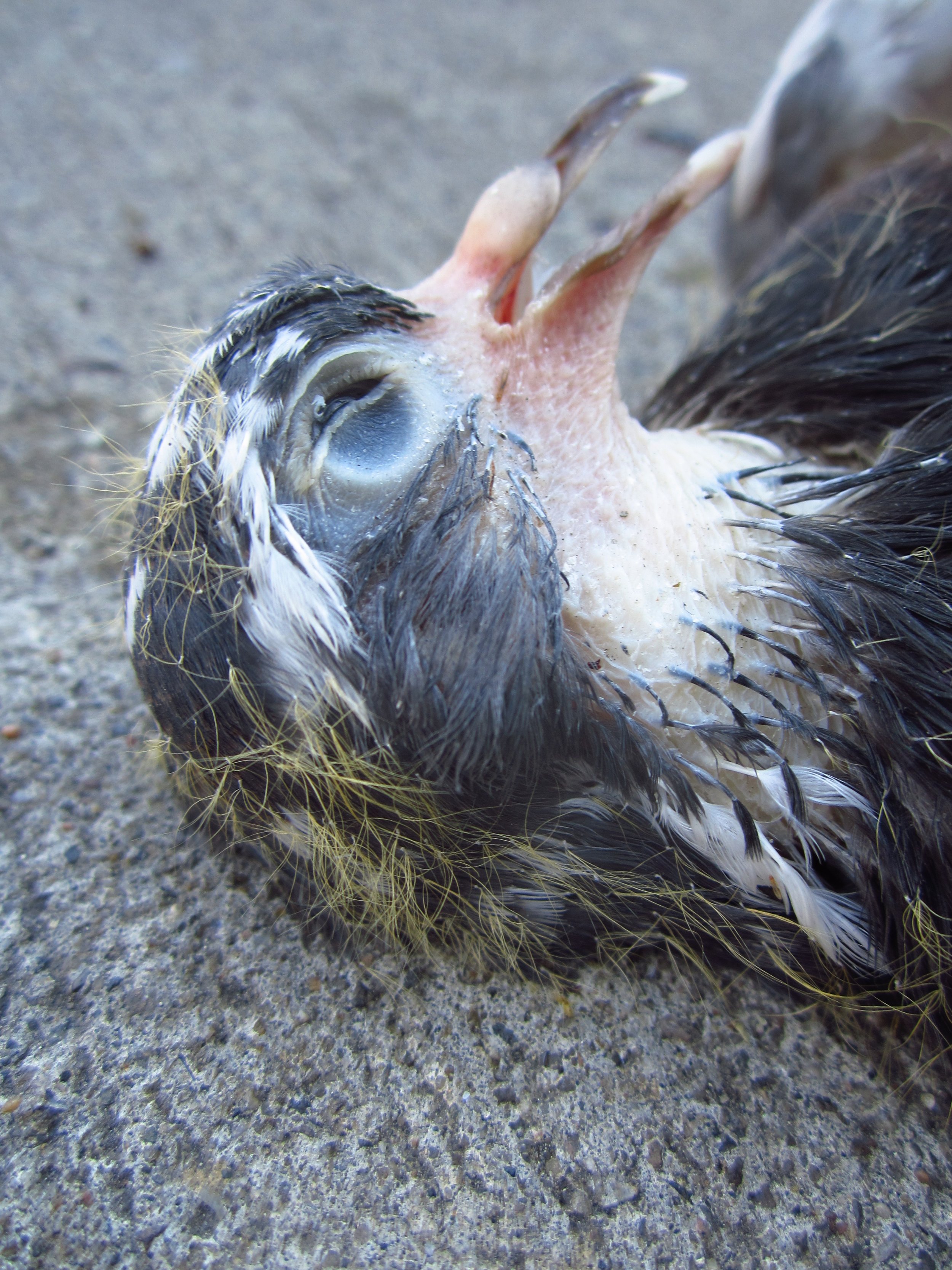 Dead Pigeon 2 April 2012.JPG