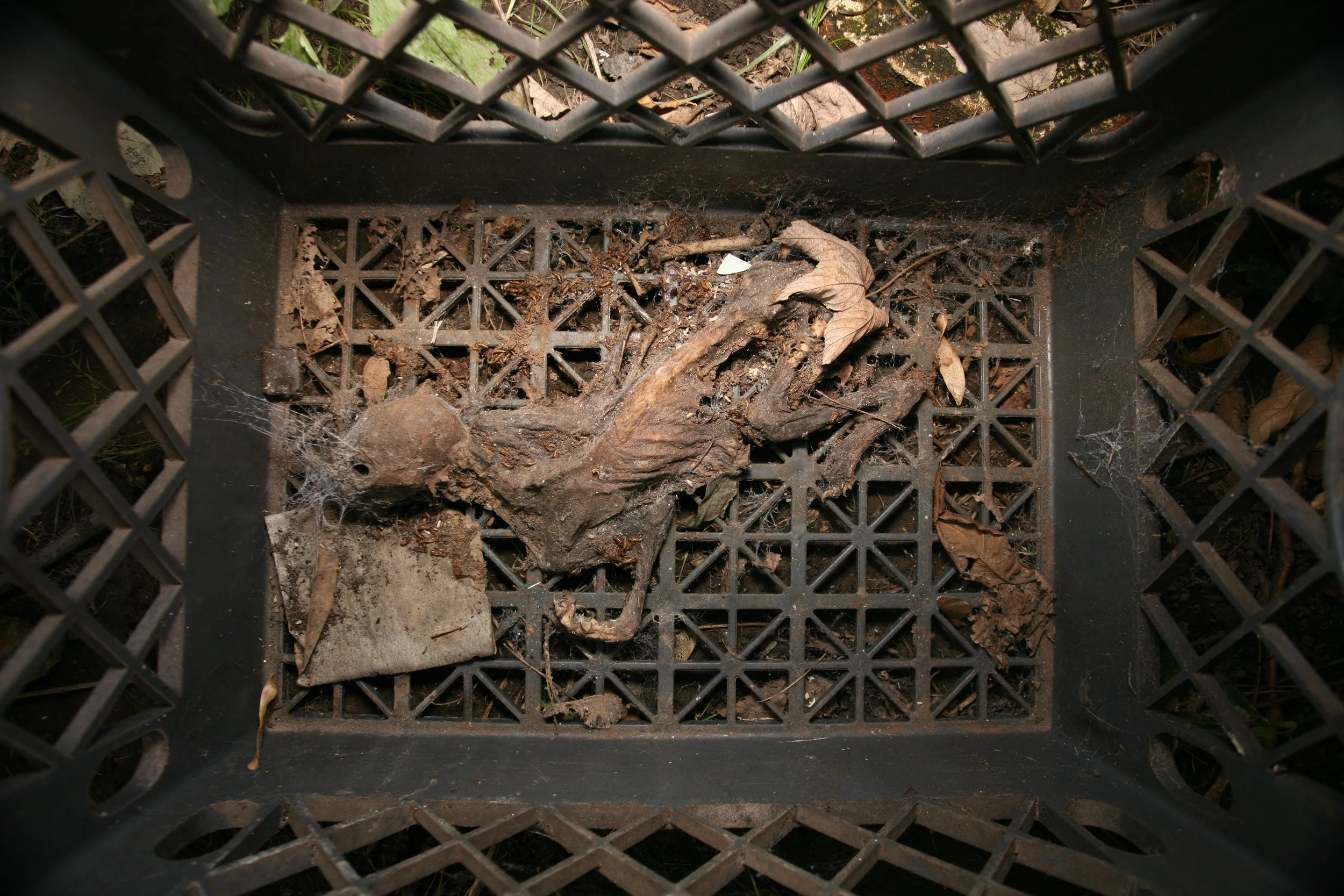 Dead Mummified Cat.JPG