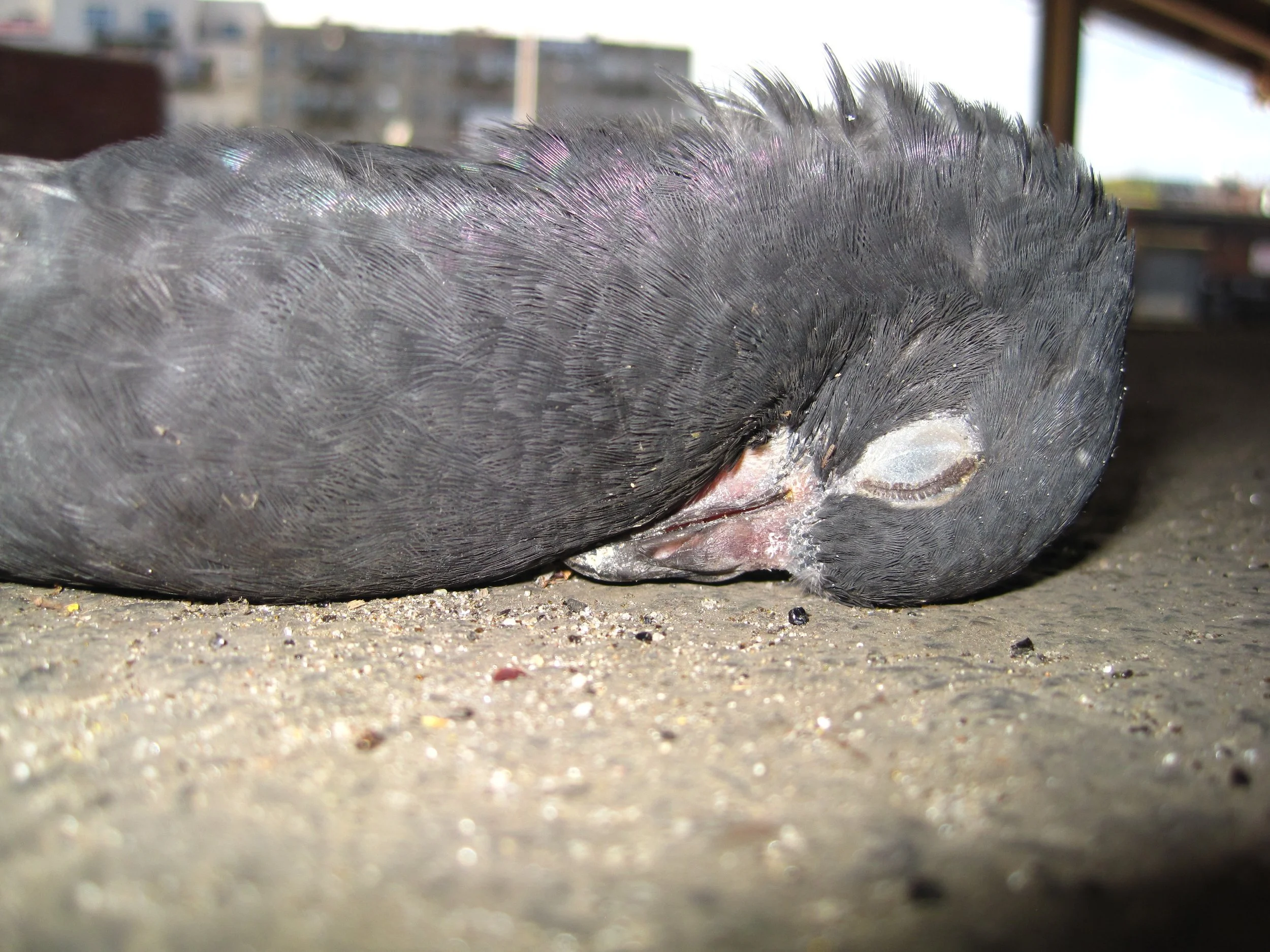 Dead Pigeon 2 May 2010.JPG