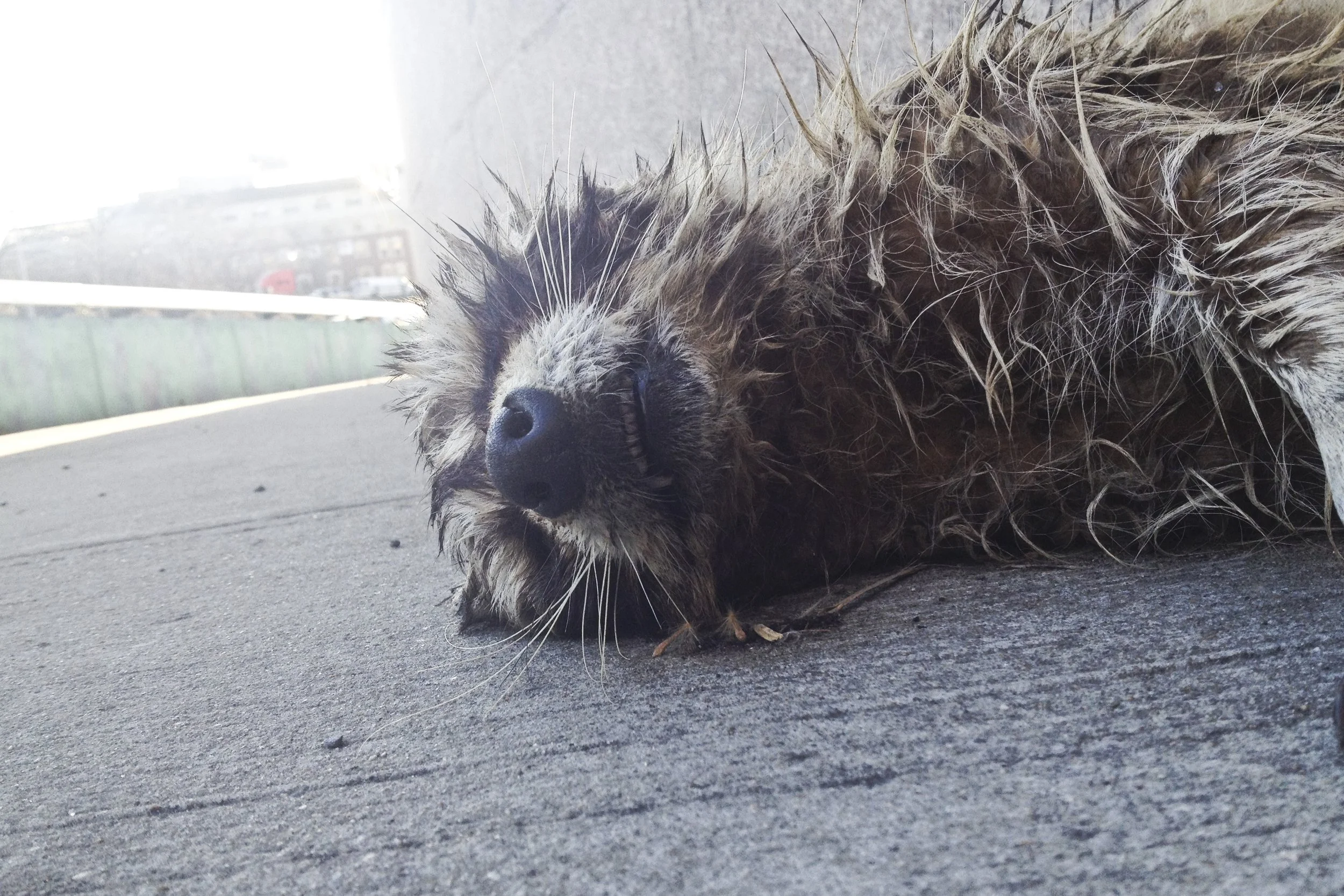 Dead Raccoon In Brooklyn 1.JPG
