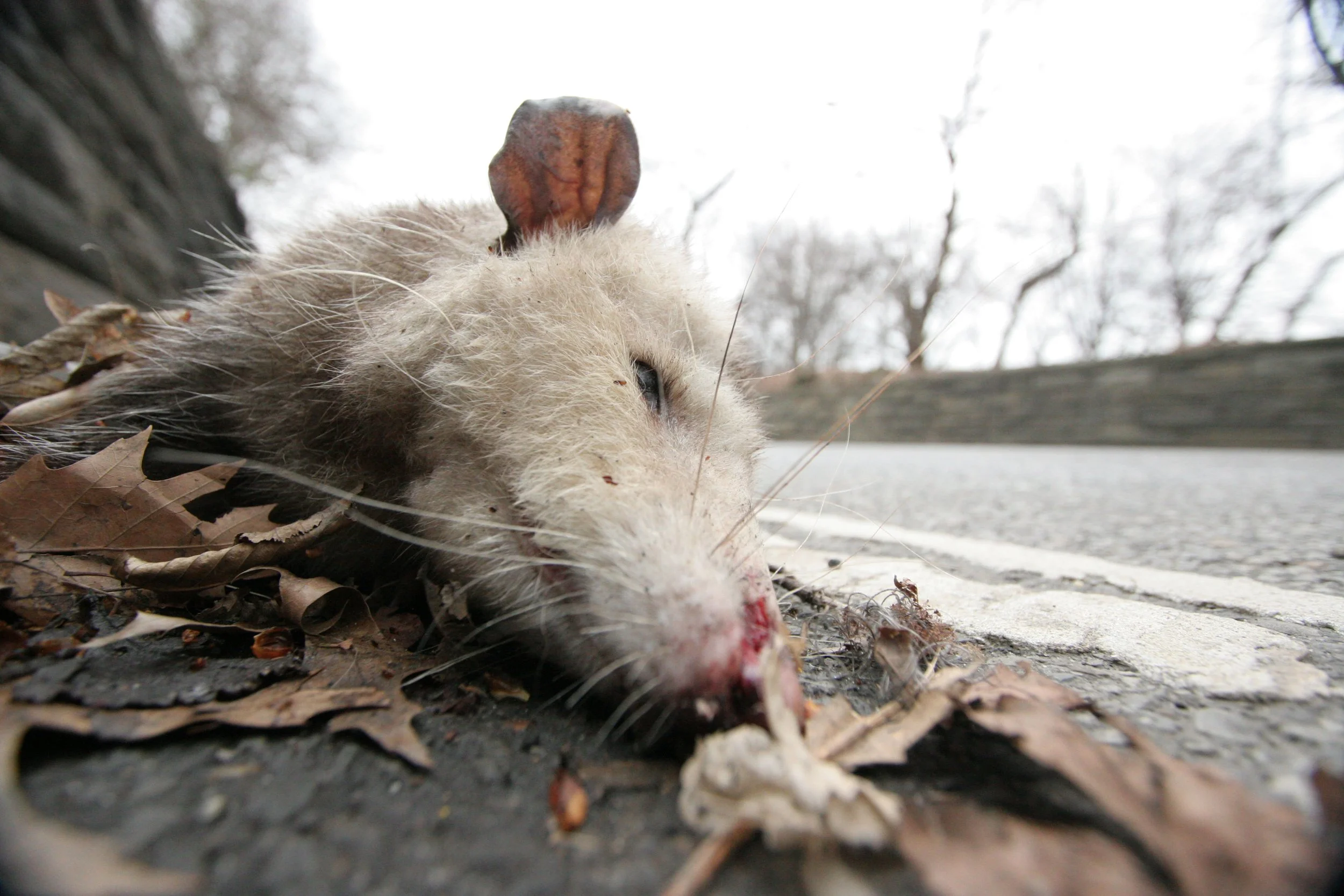 Dead Possum In Central Park 1.JPG
