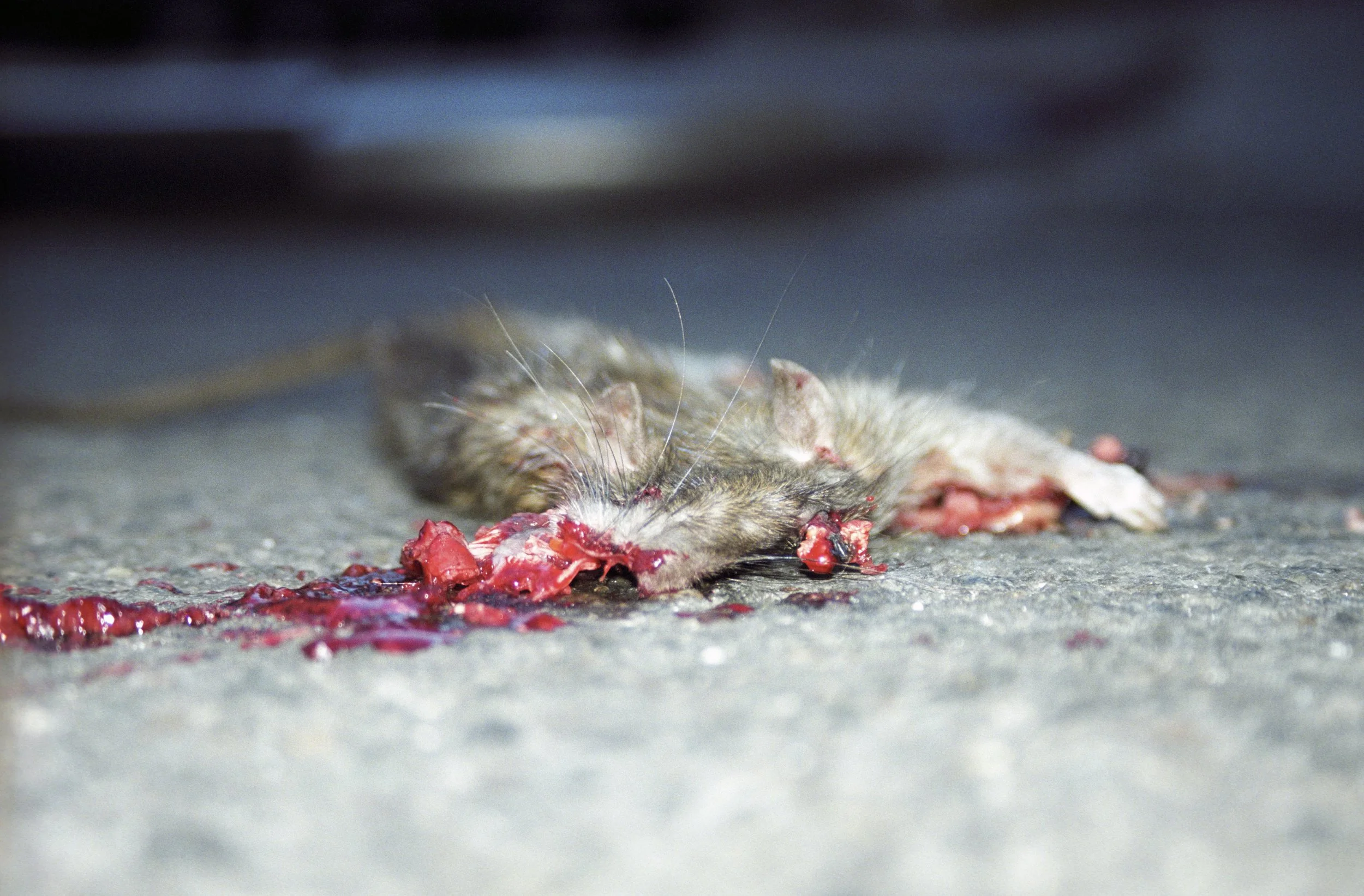 Dead Rat 2000 2001 1.jpg