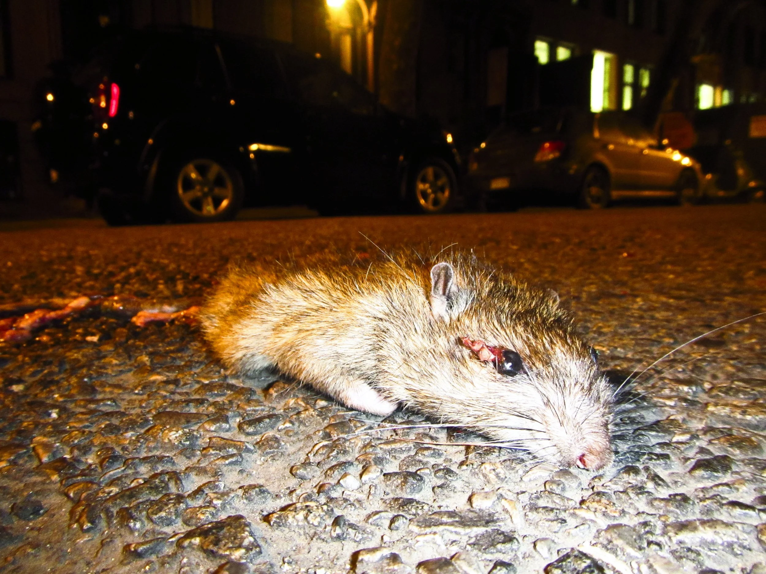 Dead Rat January 2013 1.JPG